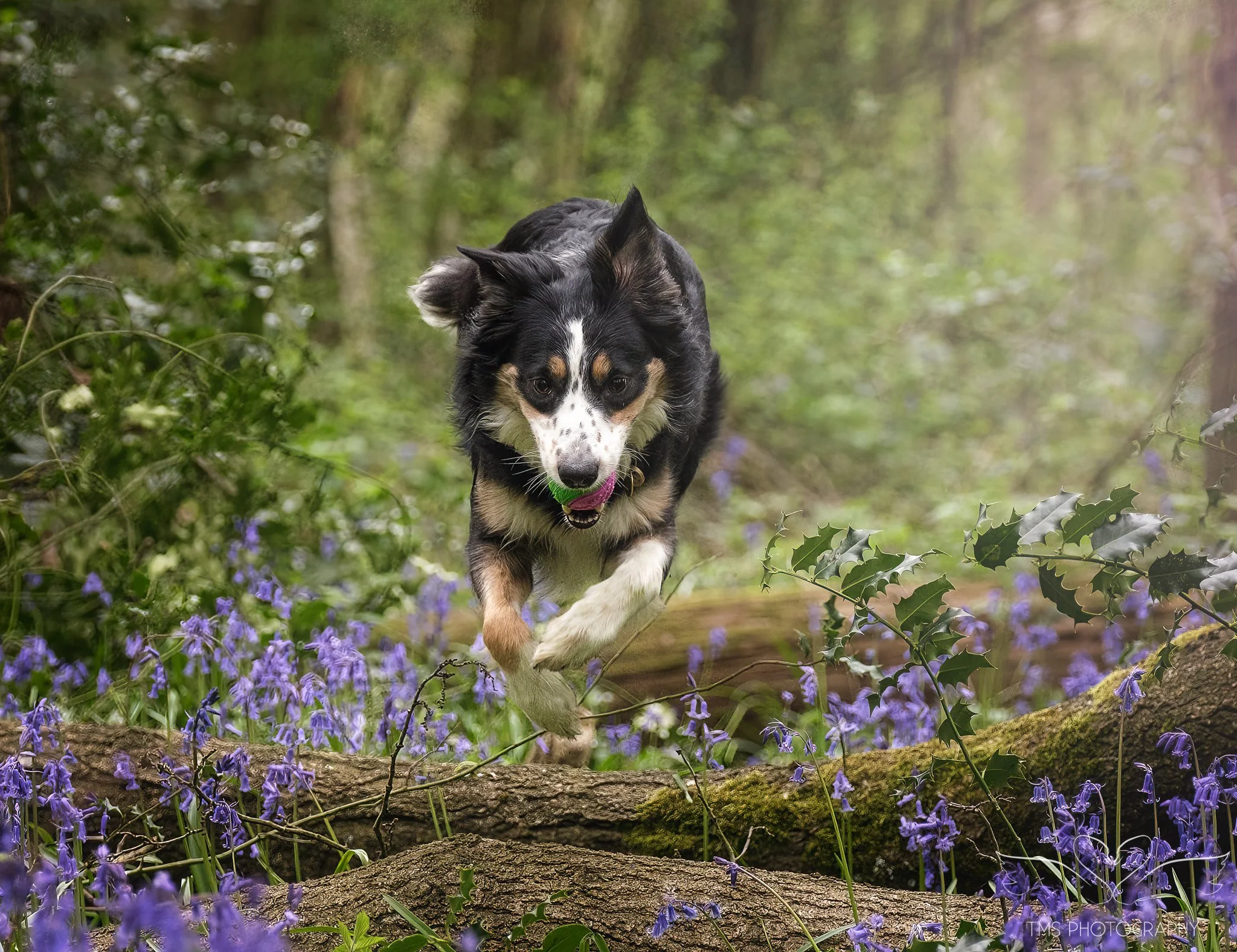 Natural outdoor dog photography in the Midlands