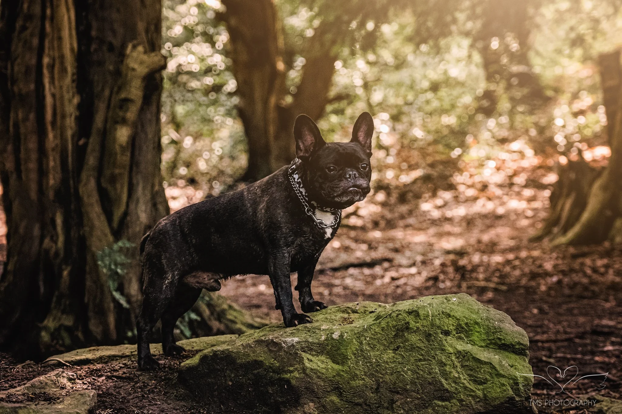 French bulldog having a photoshoot in woodland in Leicestershire