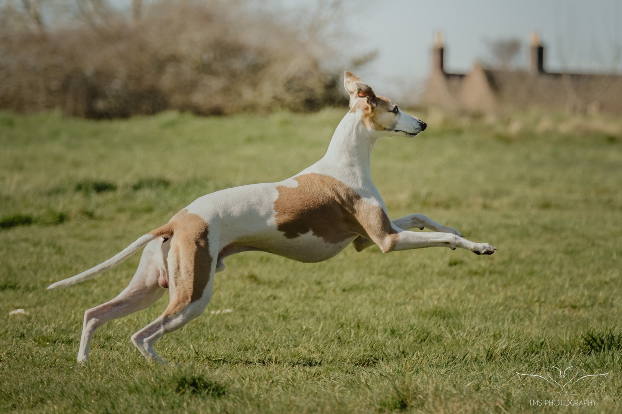 Whippet in motion countryside Derbyshire photoshoot