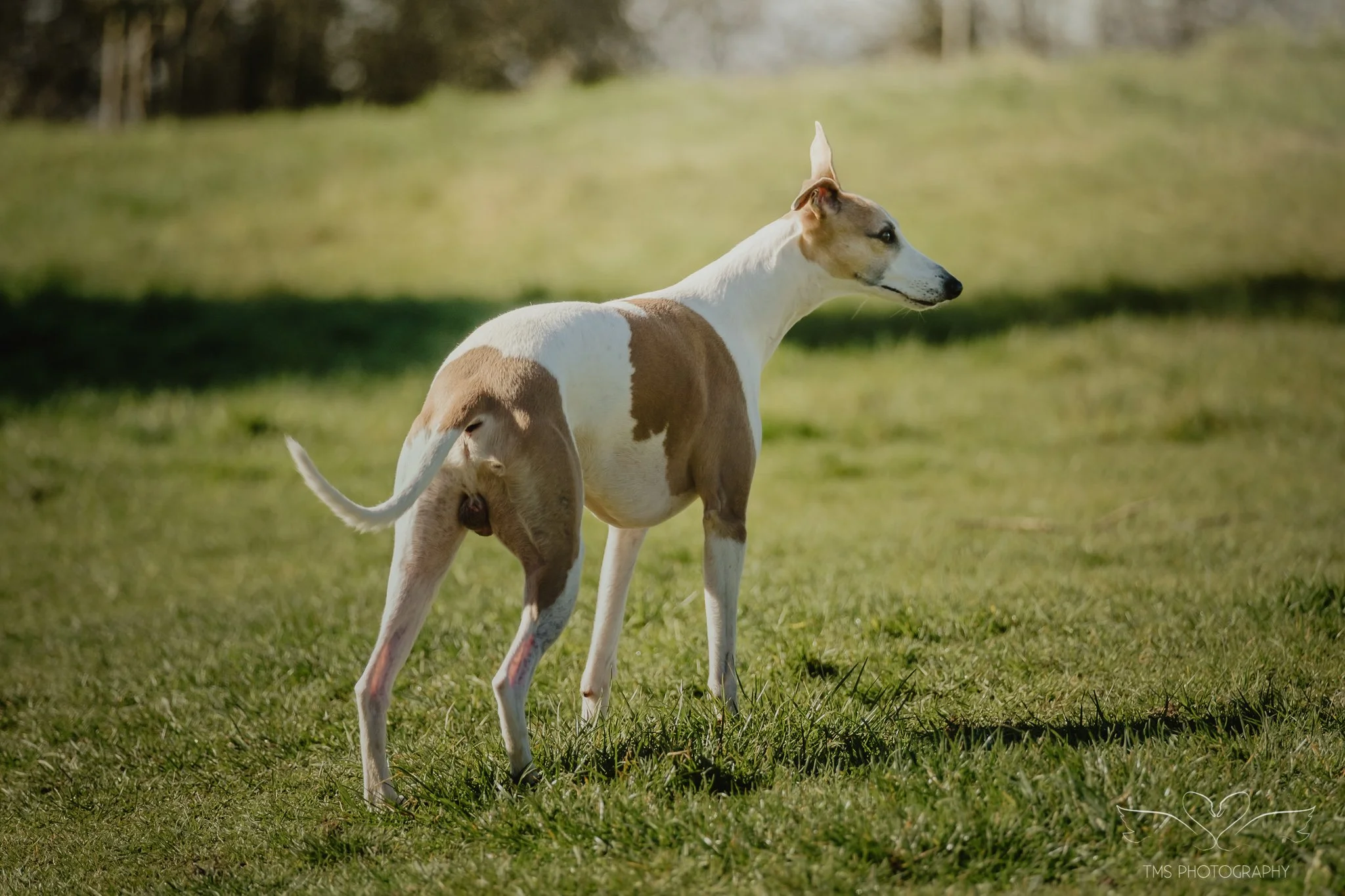Whippet exploring countryside Overseal Derbyshire