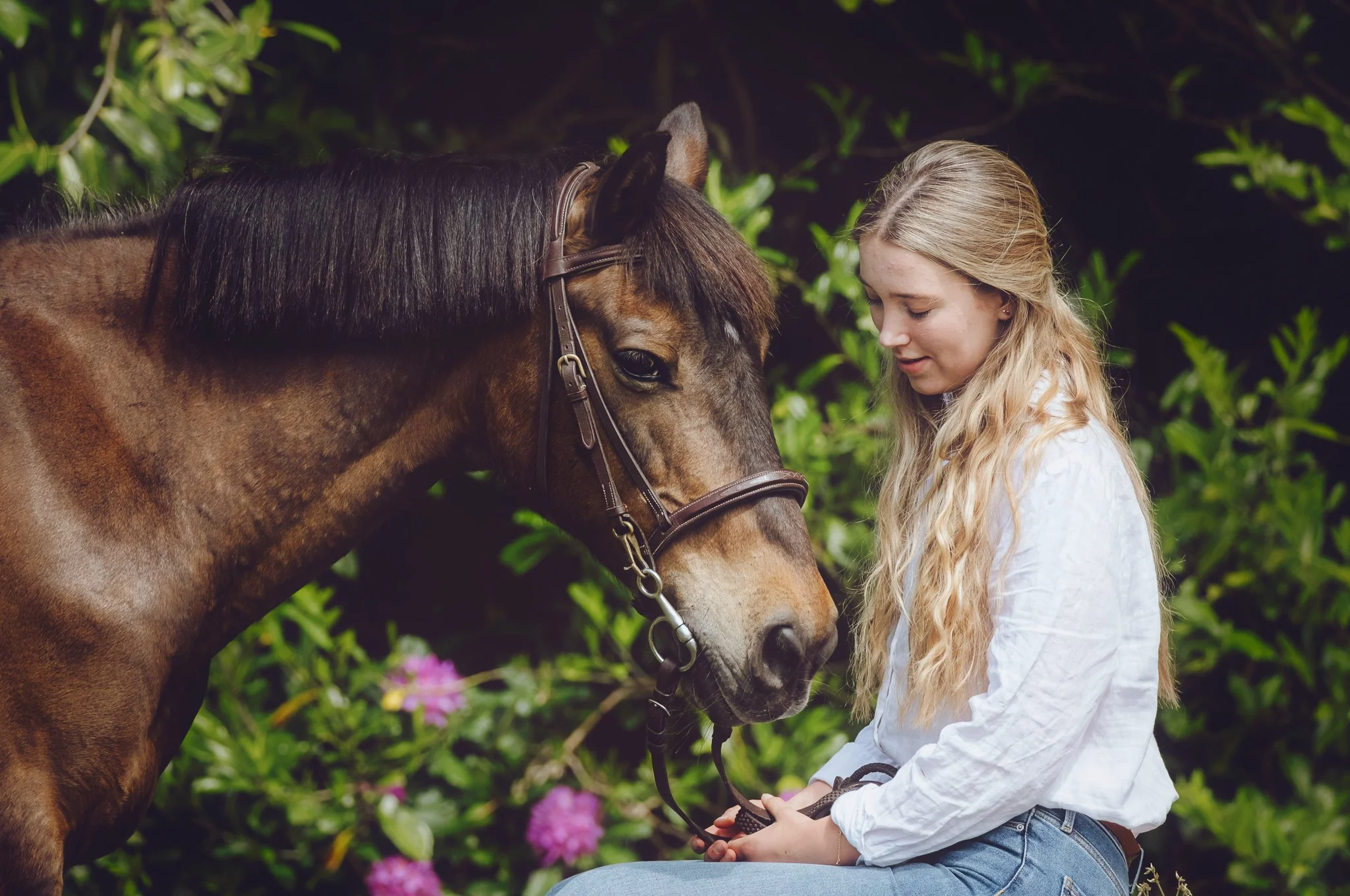 bay roan pony portrait with natural light