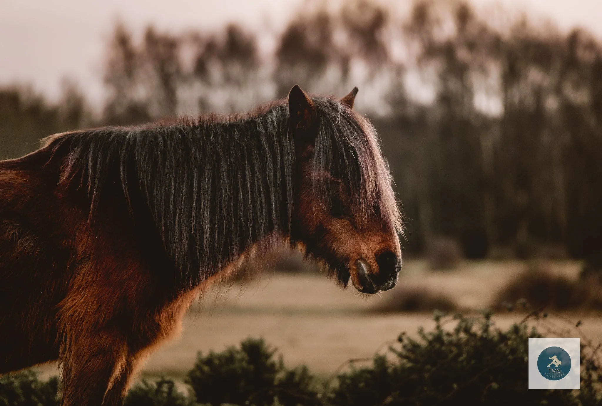 Close up natural portrait of a New Forest pony in the winter sunset