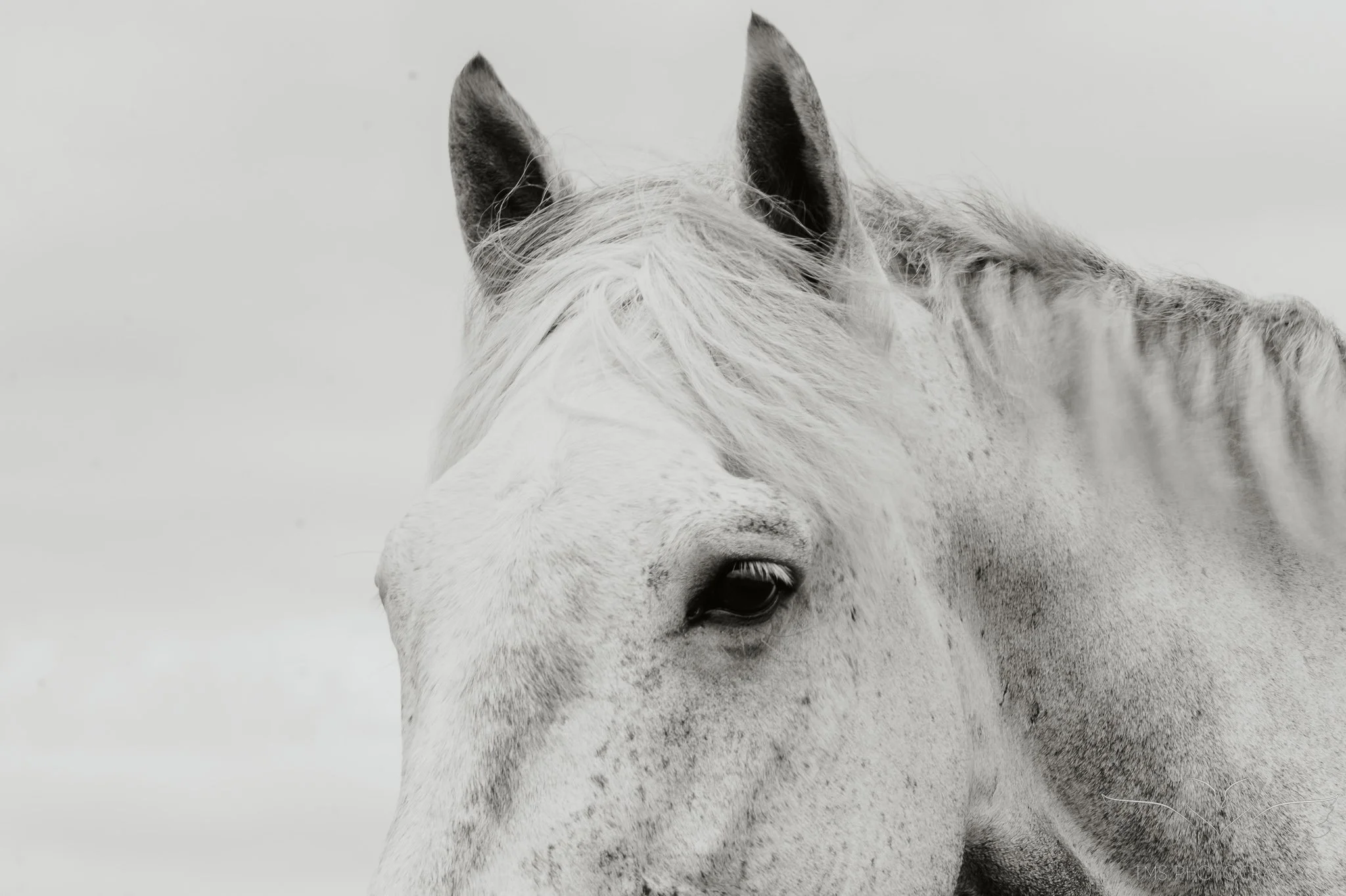 a black and white image of a grey flea bitten horse