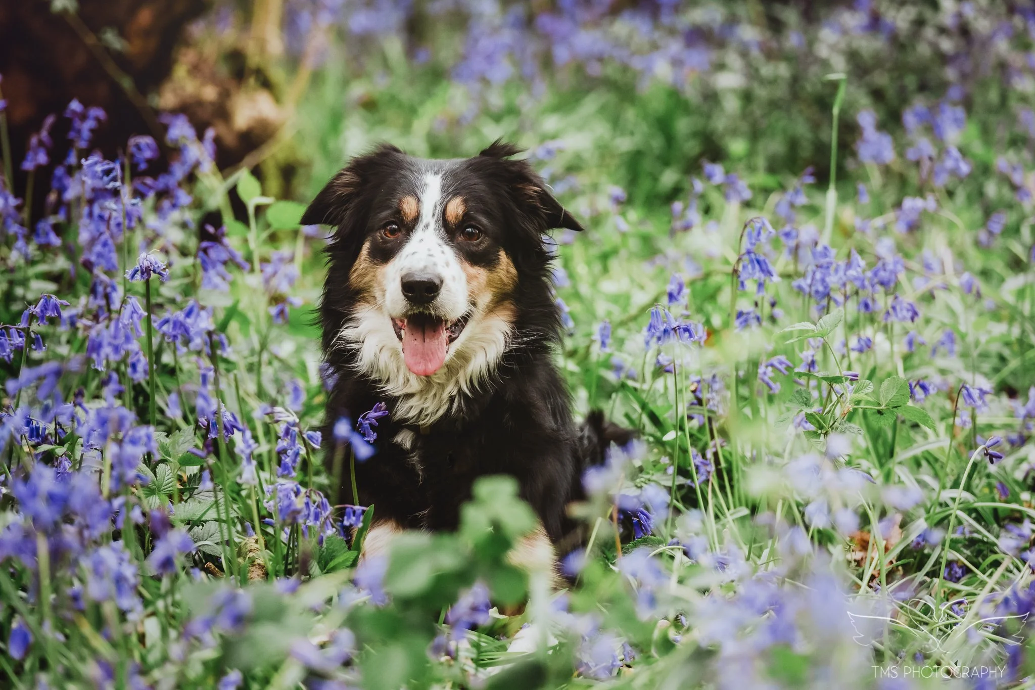 Welsh Collie sitting amongst bluebells in Derbyshire woodland