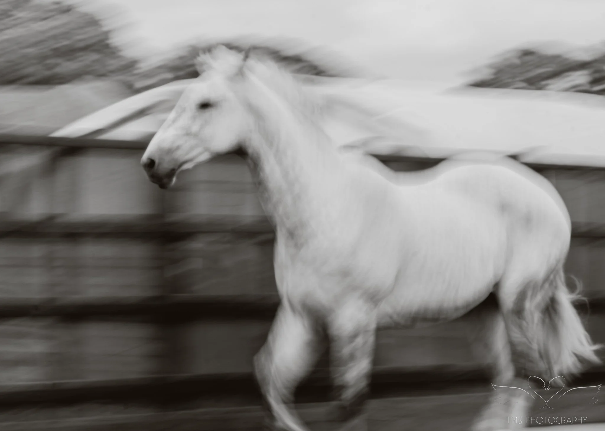 Artistic horse portrait using slow shutter speed to capture movement and blur
