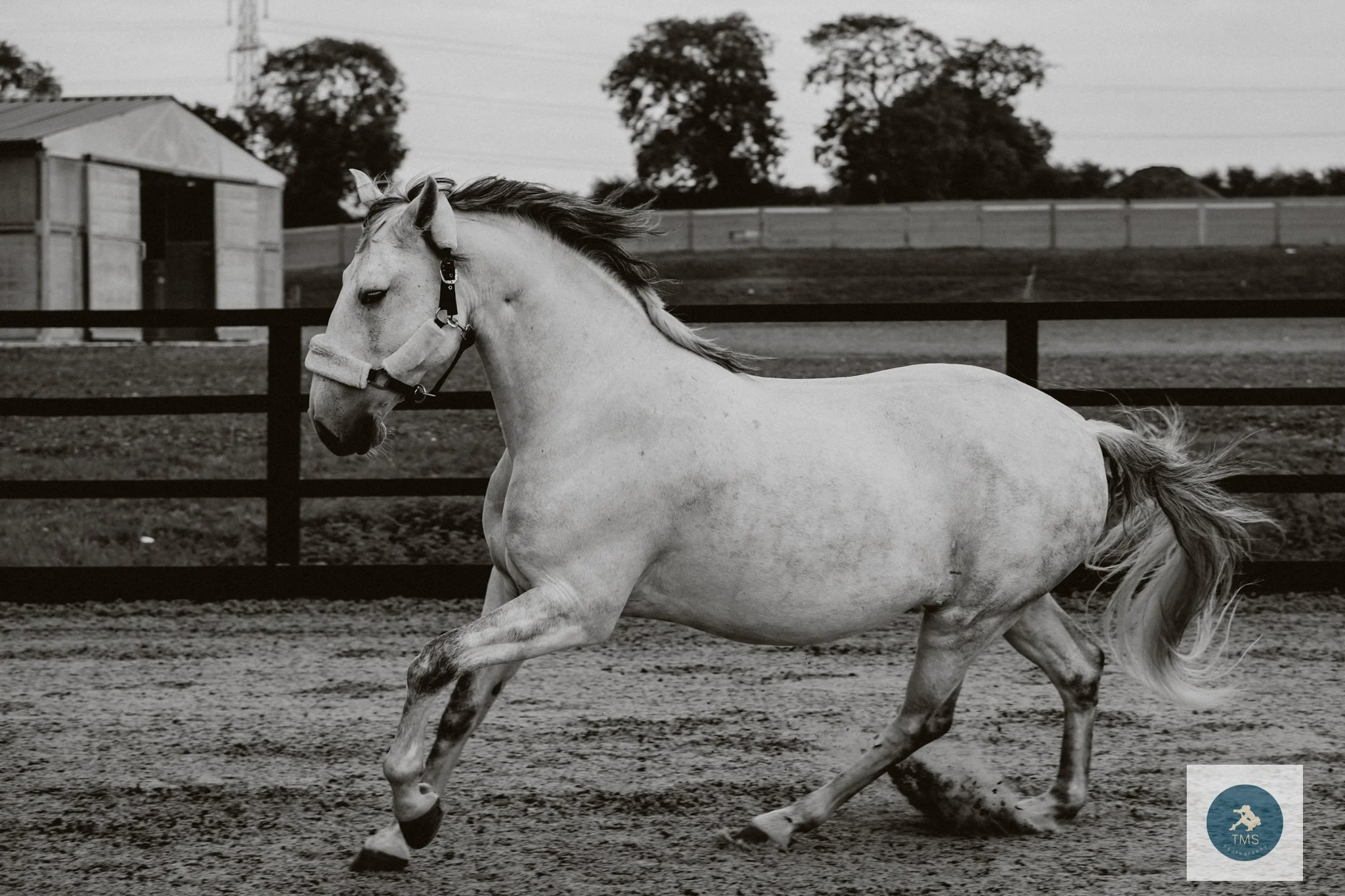 Ferrari, a Lusitano gelding, photographed during an equine portrait session near Coalville