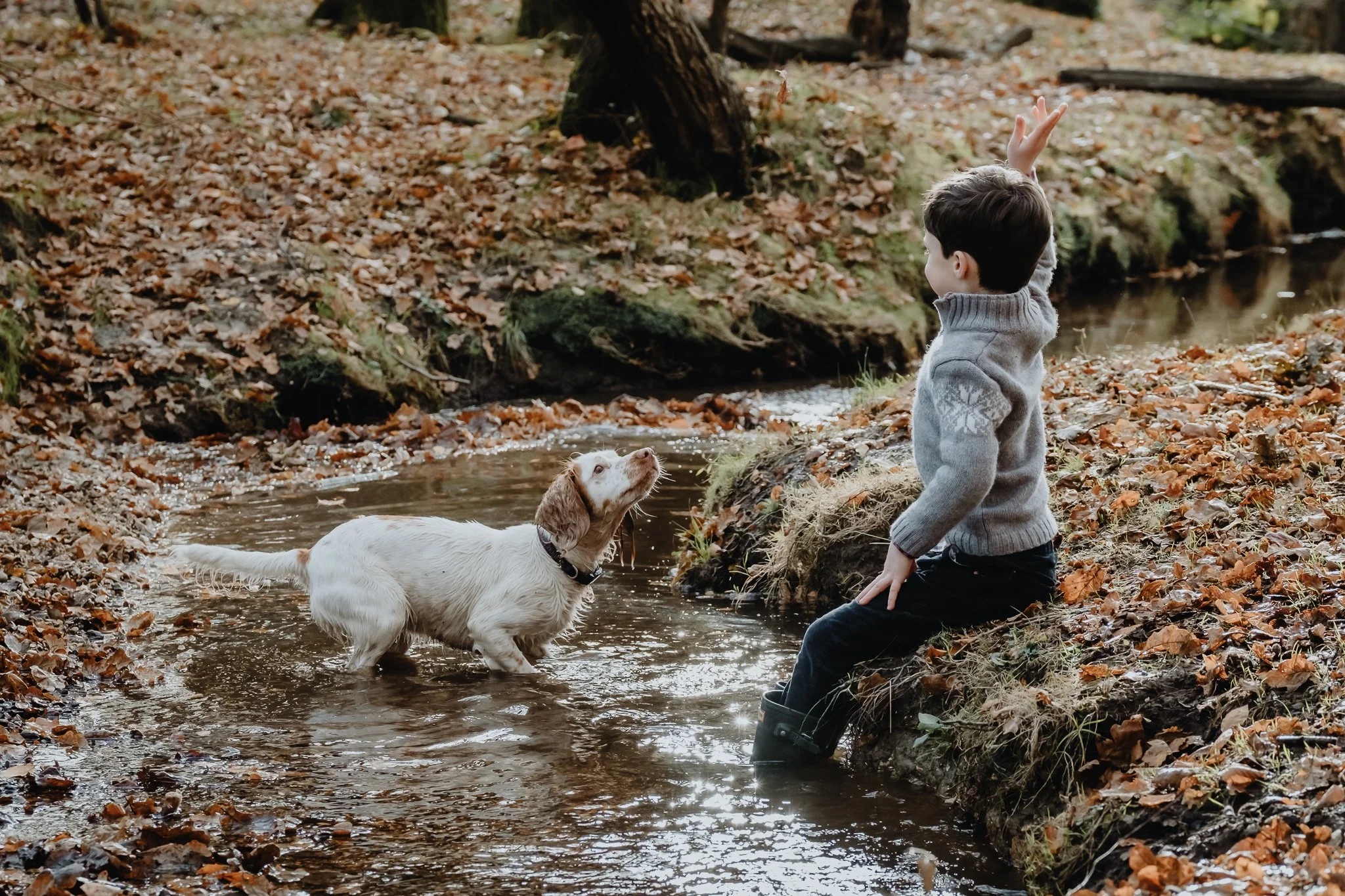 A young boy sitting at the edge of a small stream in a forest, waving at a white dog with brown spots standing in the water.