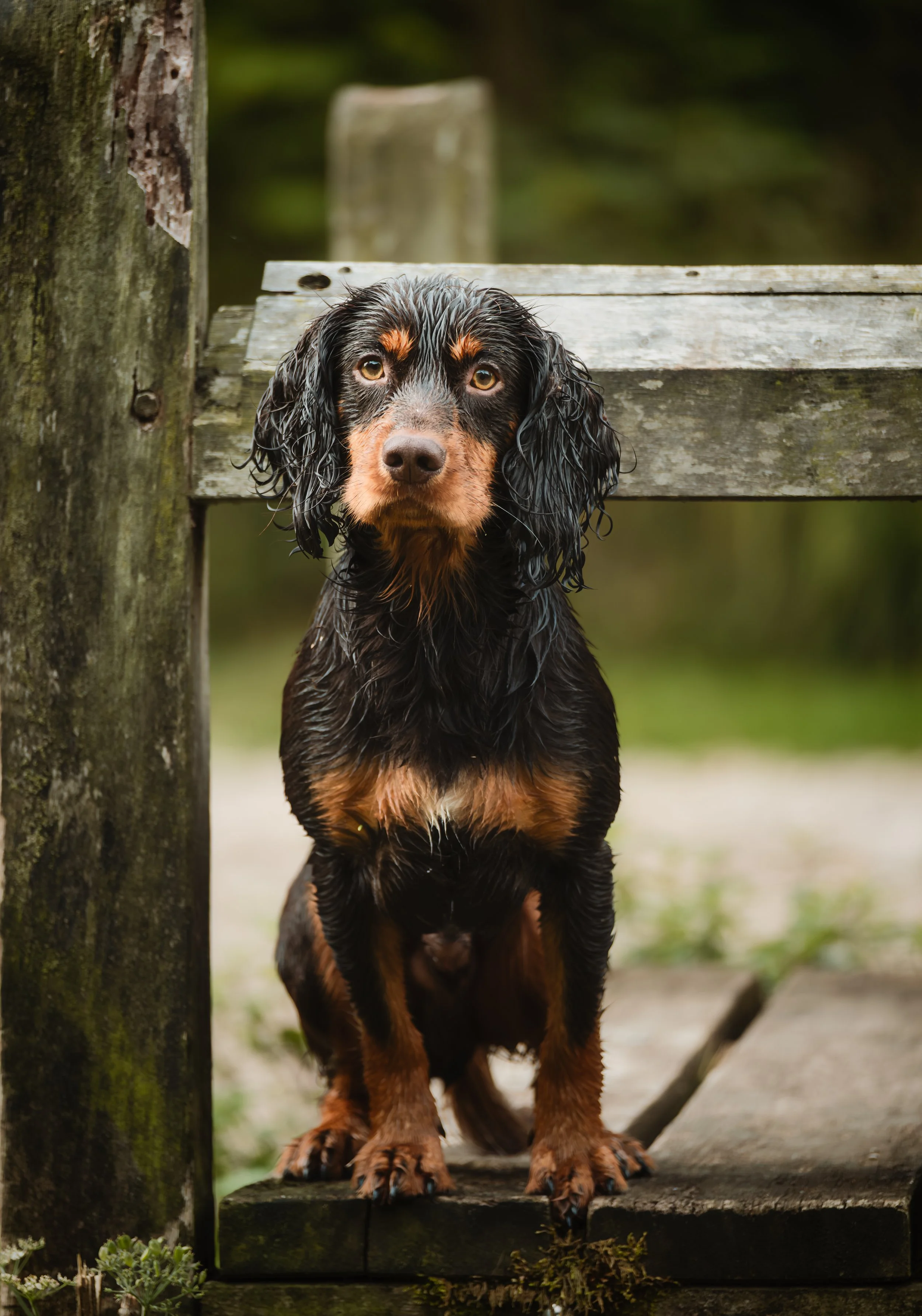 cocker spaniel sitting on a bench looking at the camera