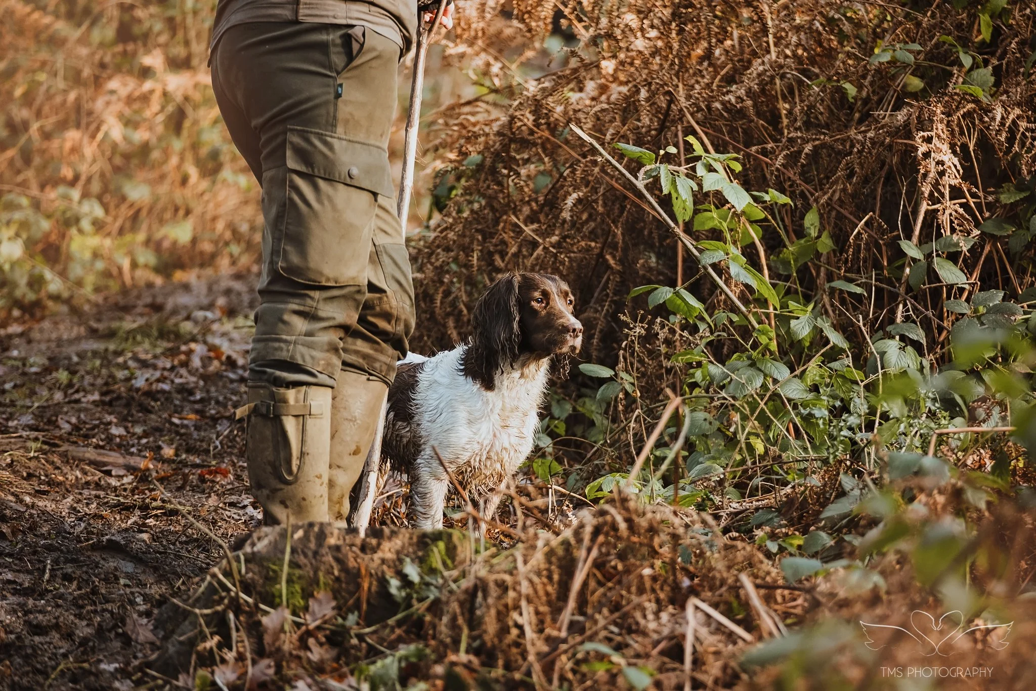 shooting-staffordshire-working-dogs-89.jpg