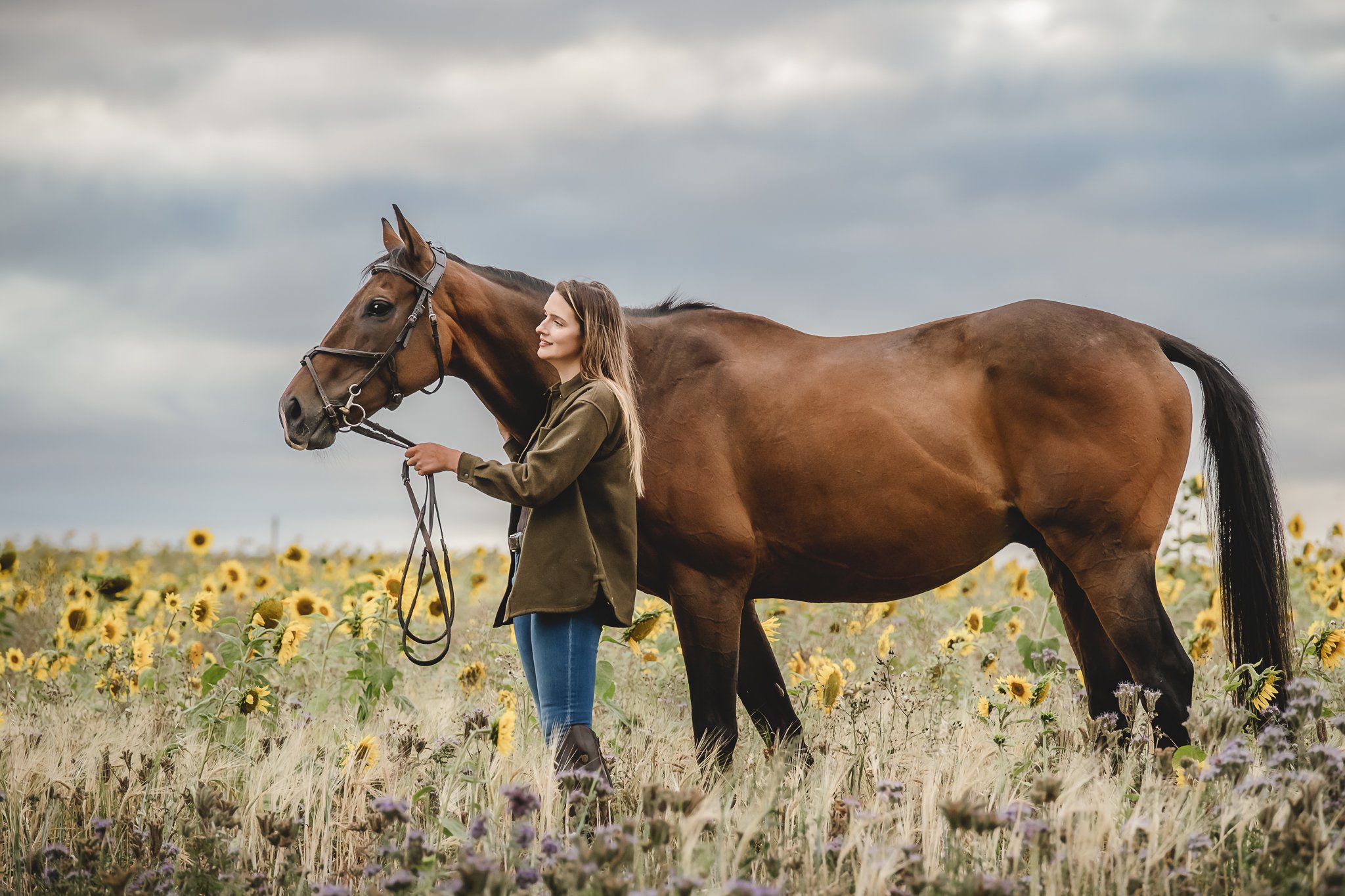 A woman holding the bridle of a brown horse in a sunflower field with overcast sky.