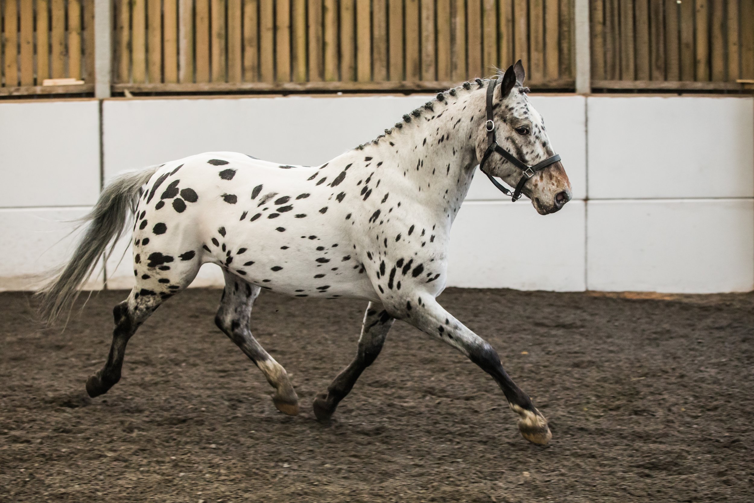 Appaloosa Stallion Photos- So Bonnet-36.jpg