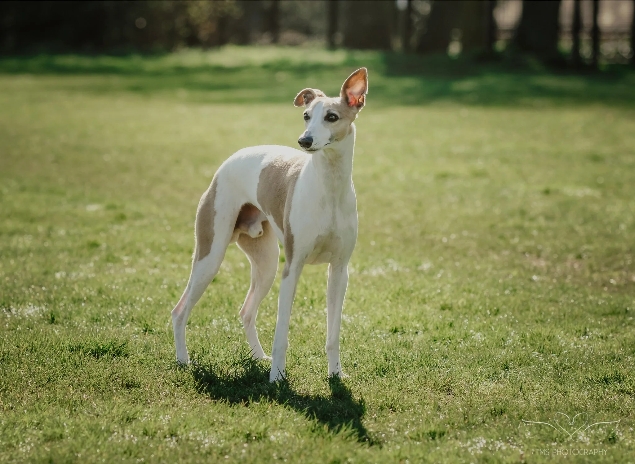Relaxed dog photoshoot Overseal Derbyshire Whippet