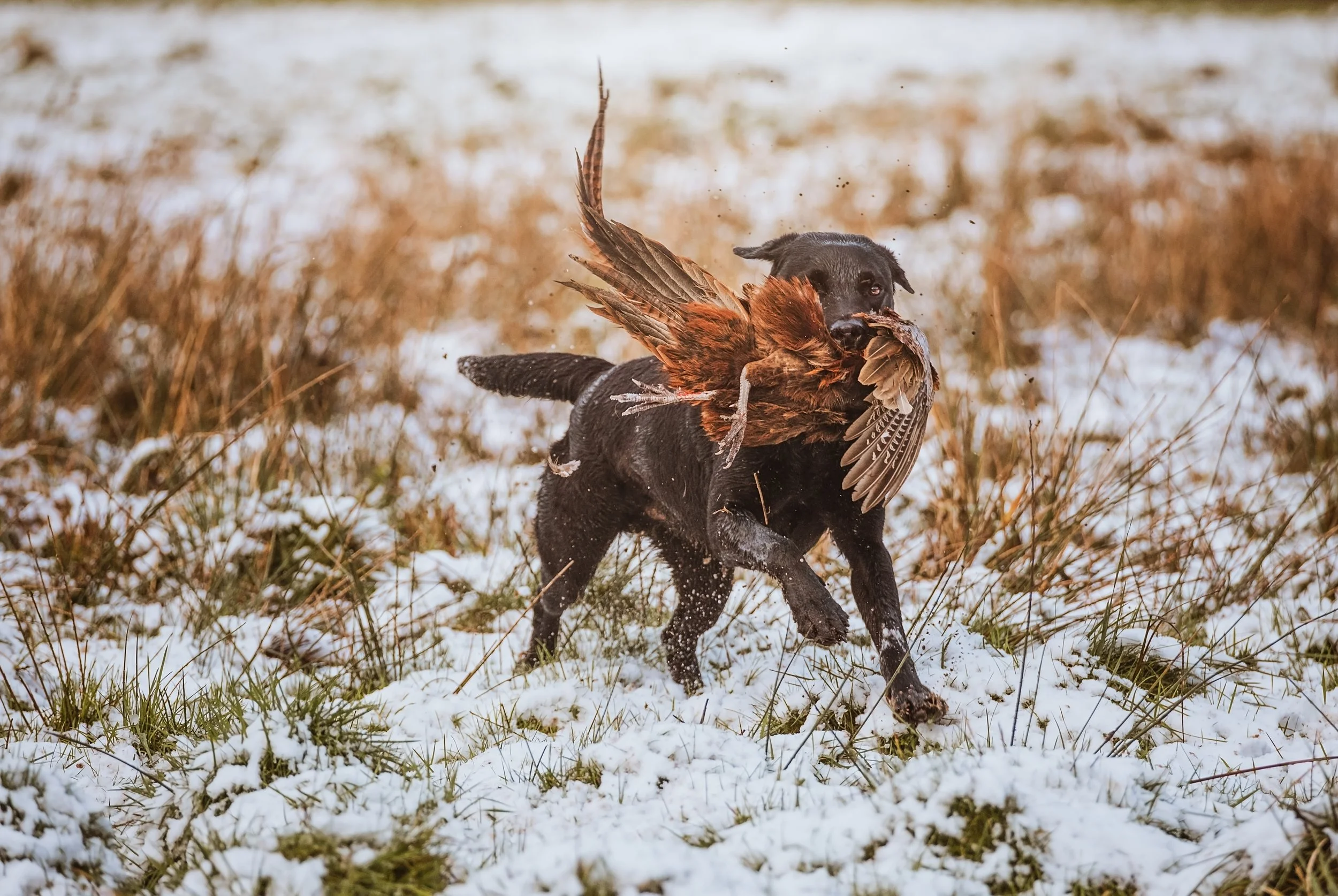 shooting-gundog-photography-146.jpg
