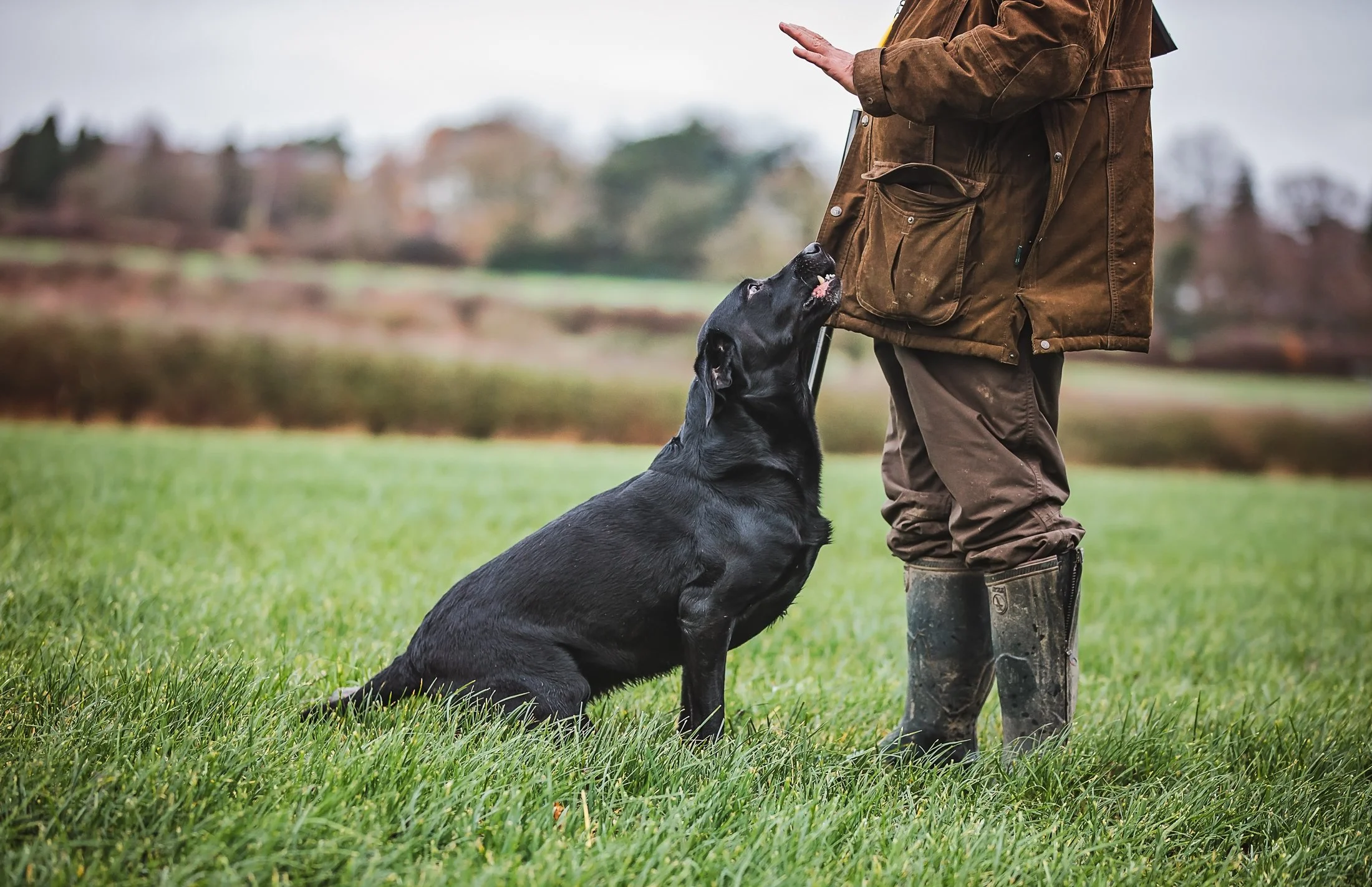 working-line-dogs-rural-countrylife-staffordshire-32.jpg