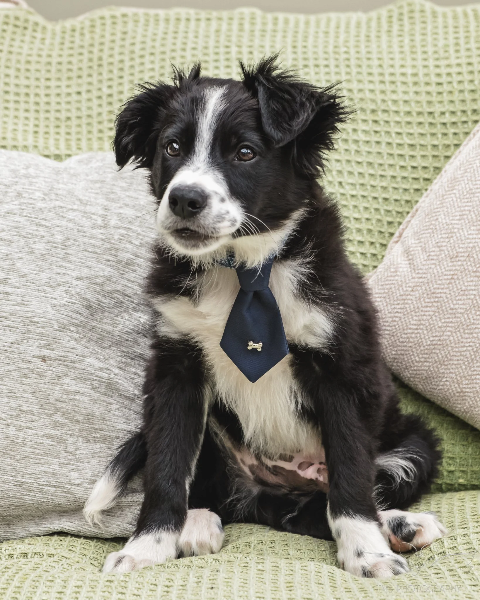 Border Collie puppy wearing a blue tie at home in Outwoods, Burton