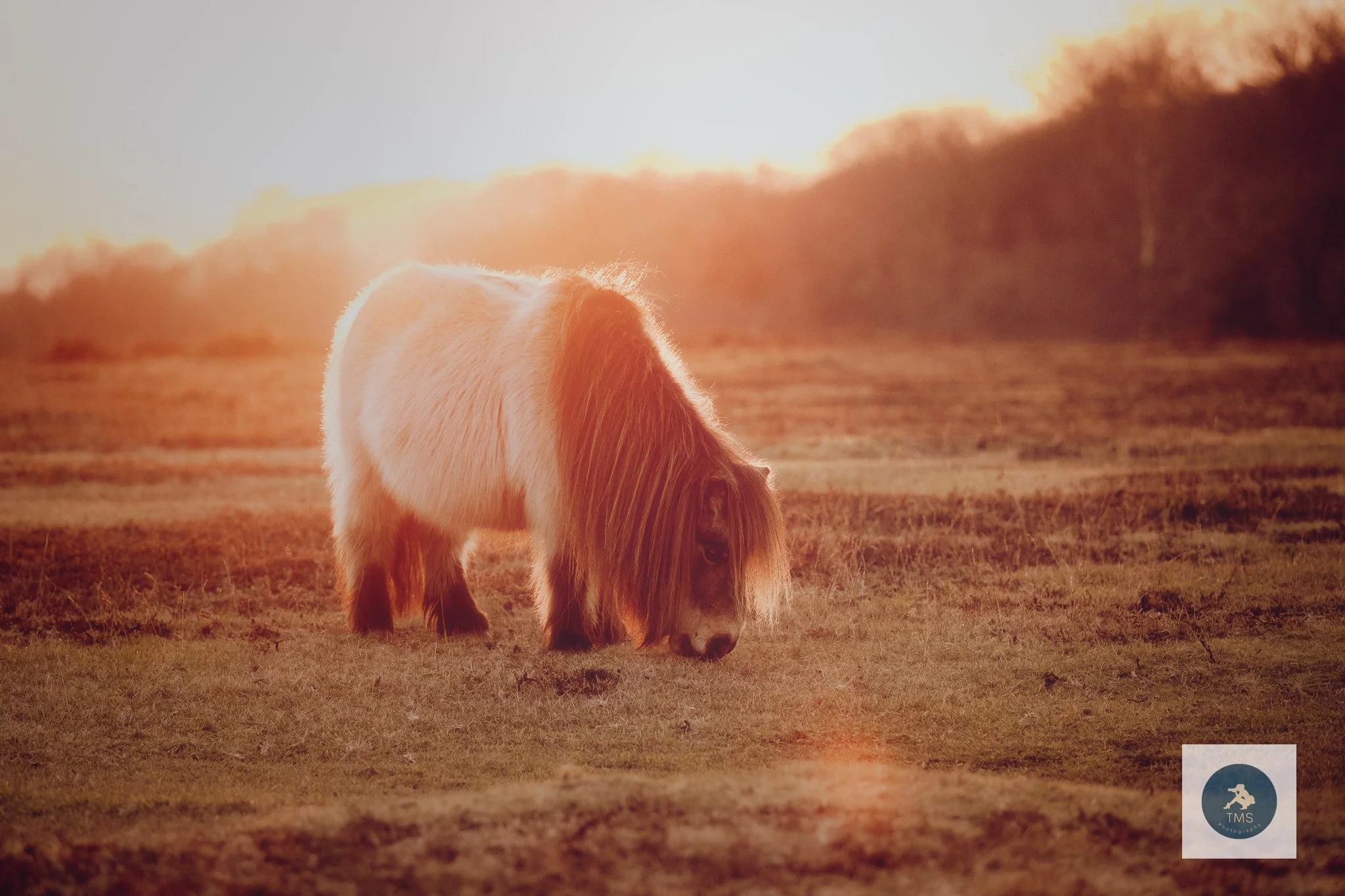 Ponies grazing in golden hour light, New Forest UK