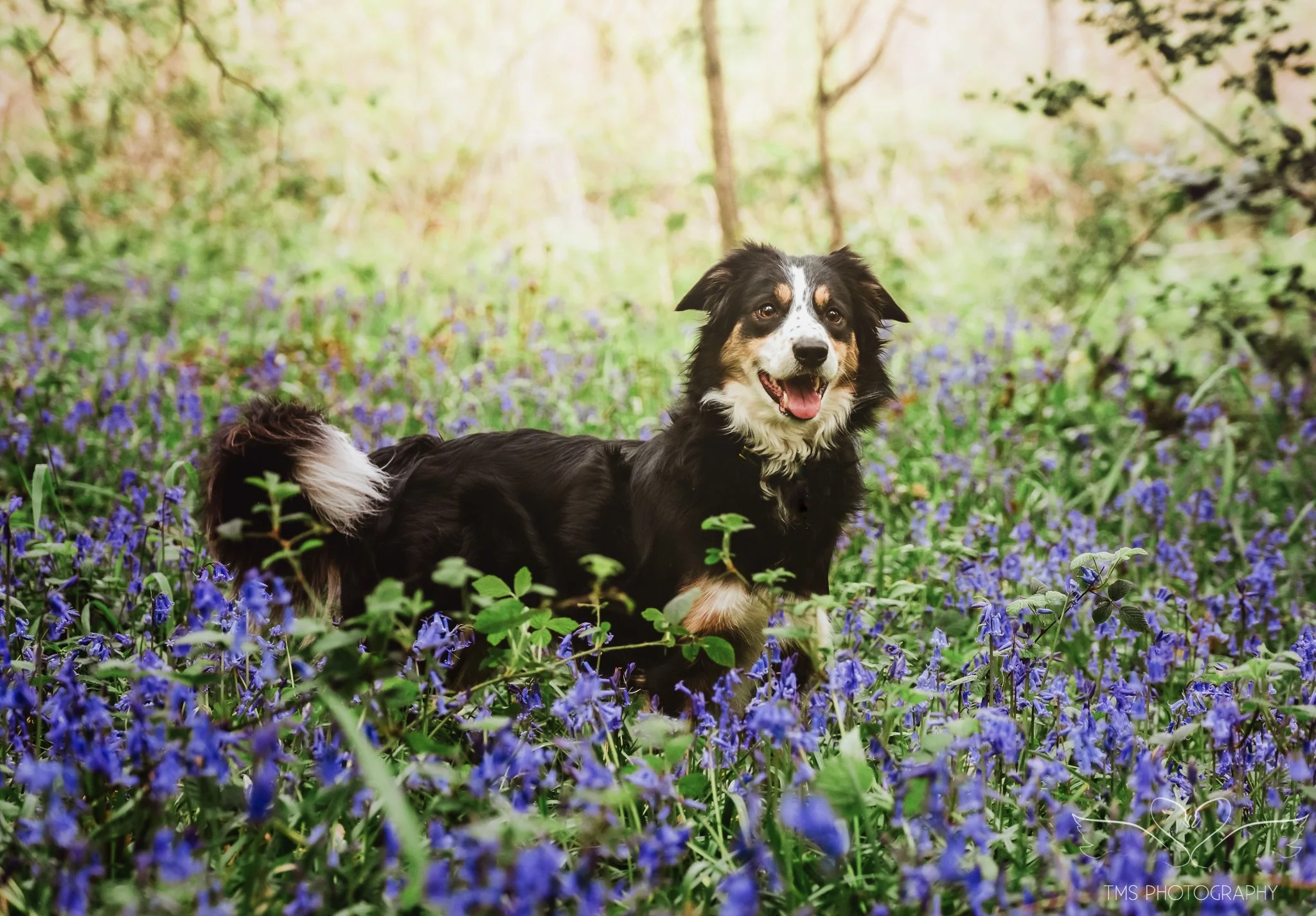 Spring dog photoshoot with Welsh Collie near Overseal
