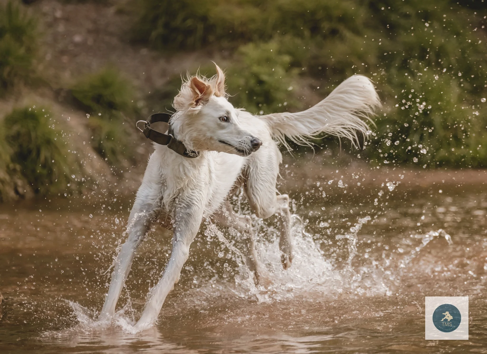 Saluki dog enjoying a splash in the water during a dog photoshoot at Jackson's Bank