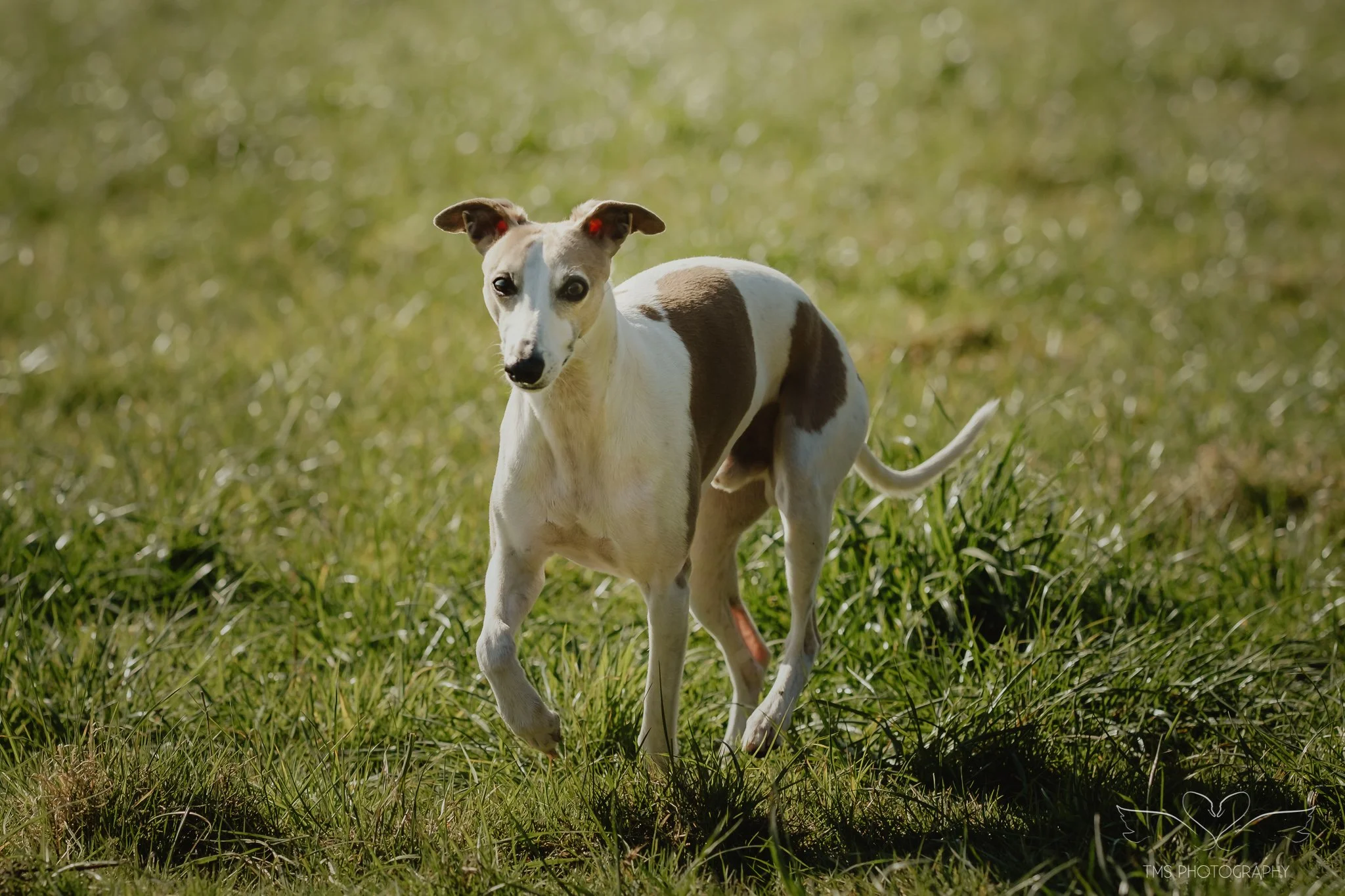 Unposed dog photography Derbyshire Whippet walking