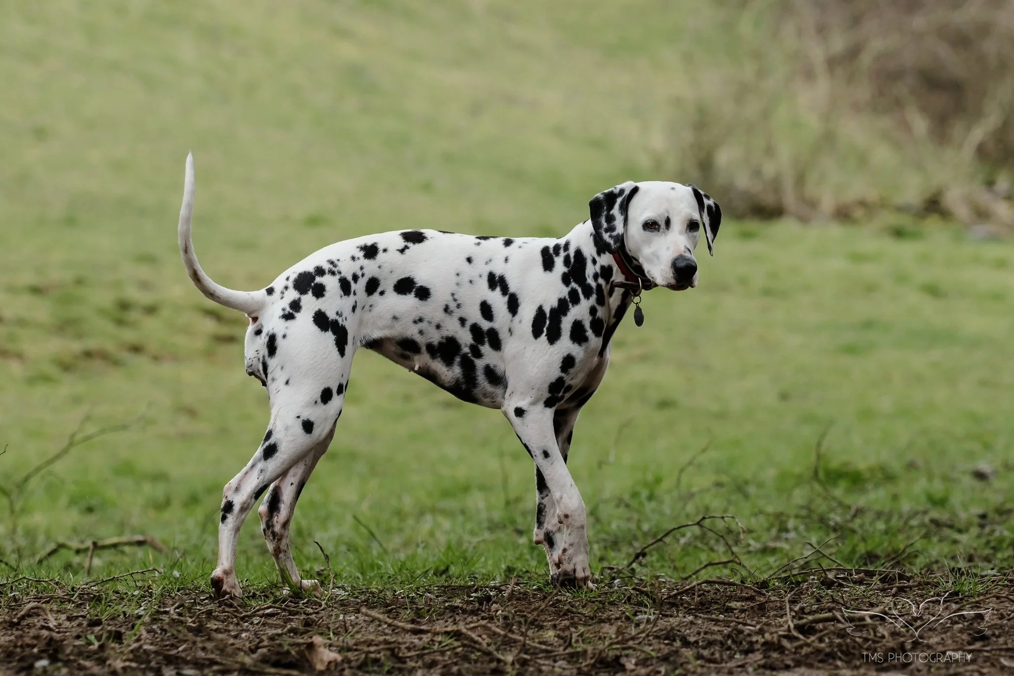 unposed dog photography Derbyshire countryside