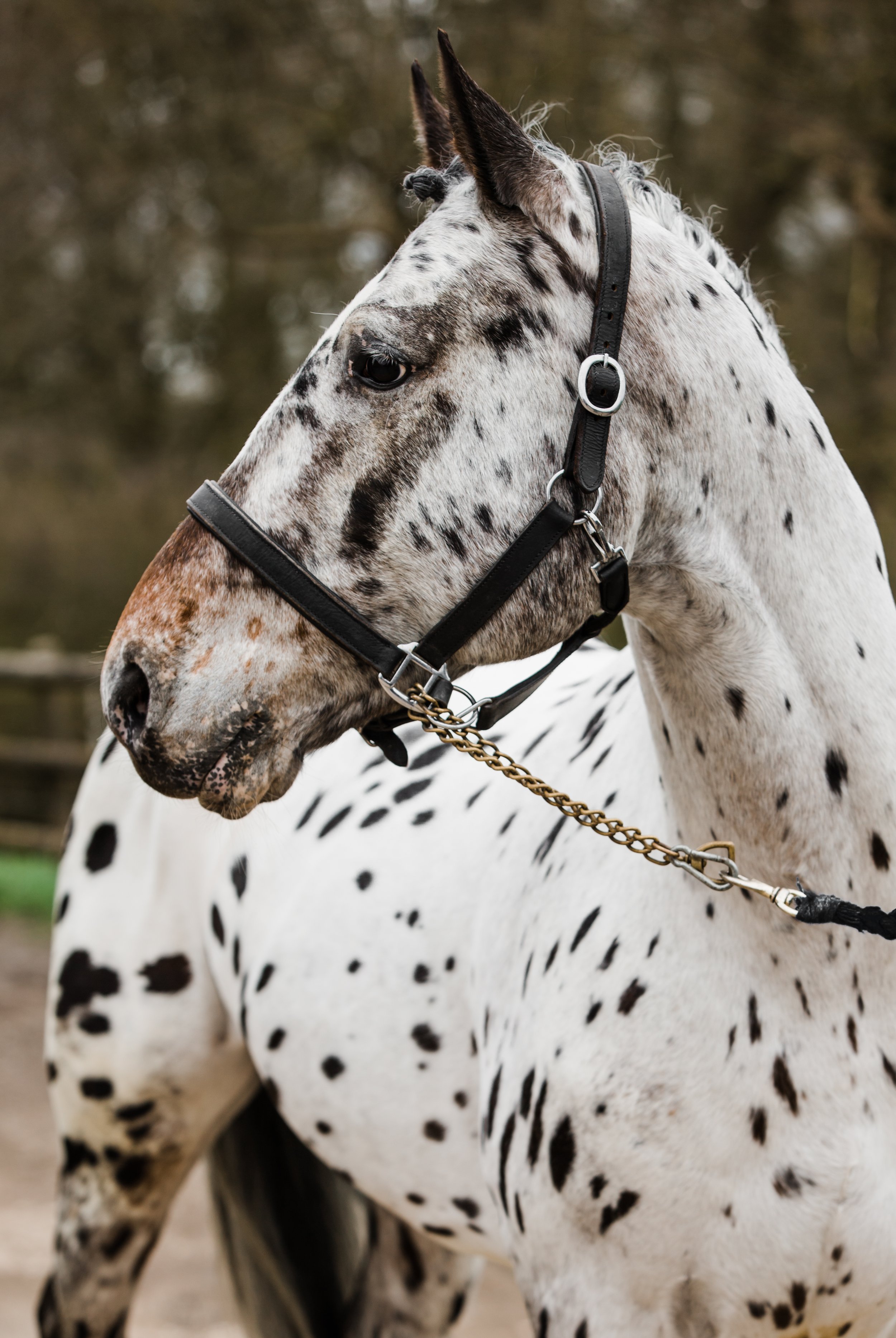 Appaloosa Stallion Photos- So Bonnet-4.jpg