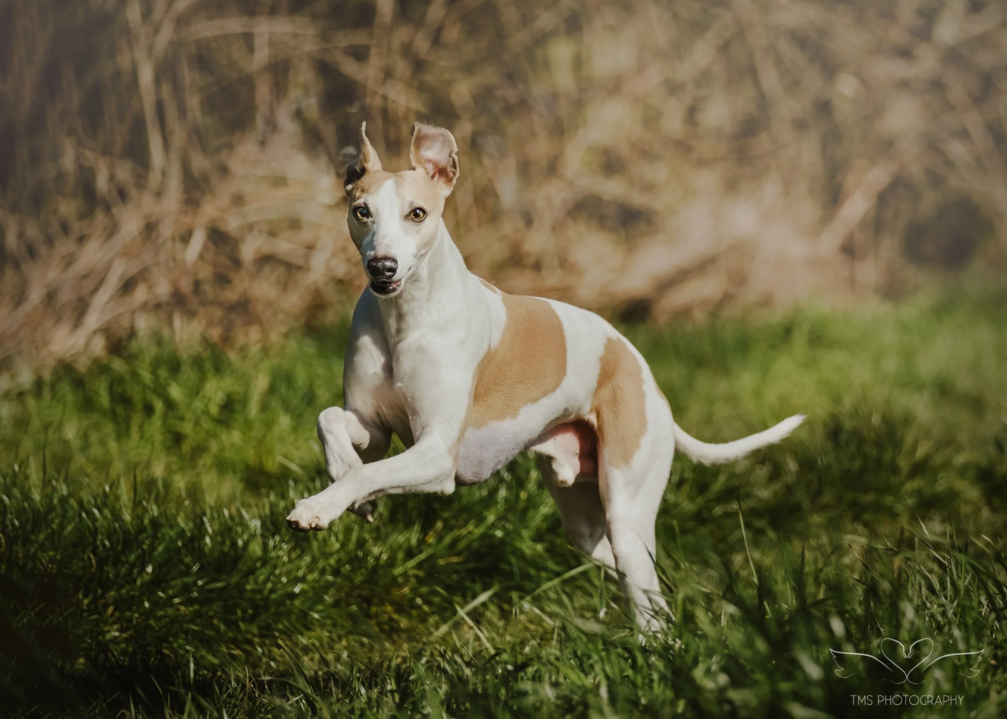 Action shot Whippet running Derbyshire dog photographer