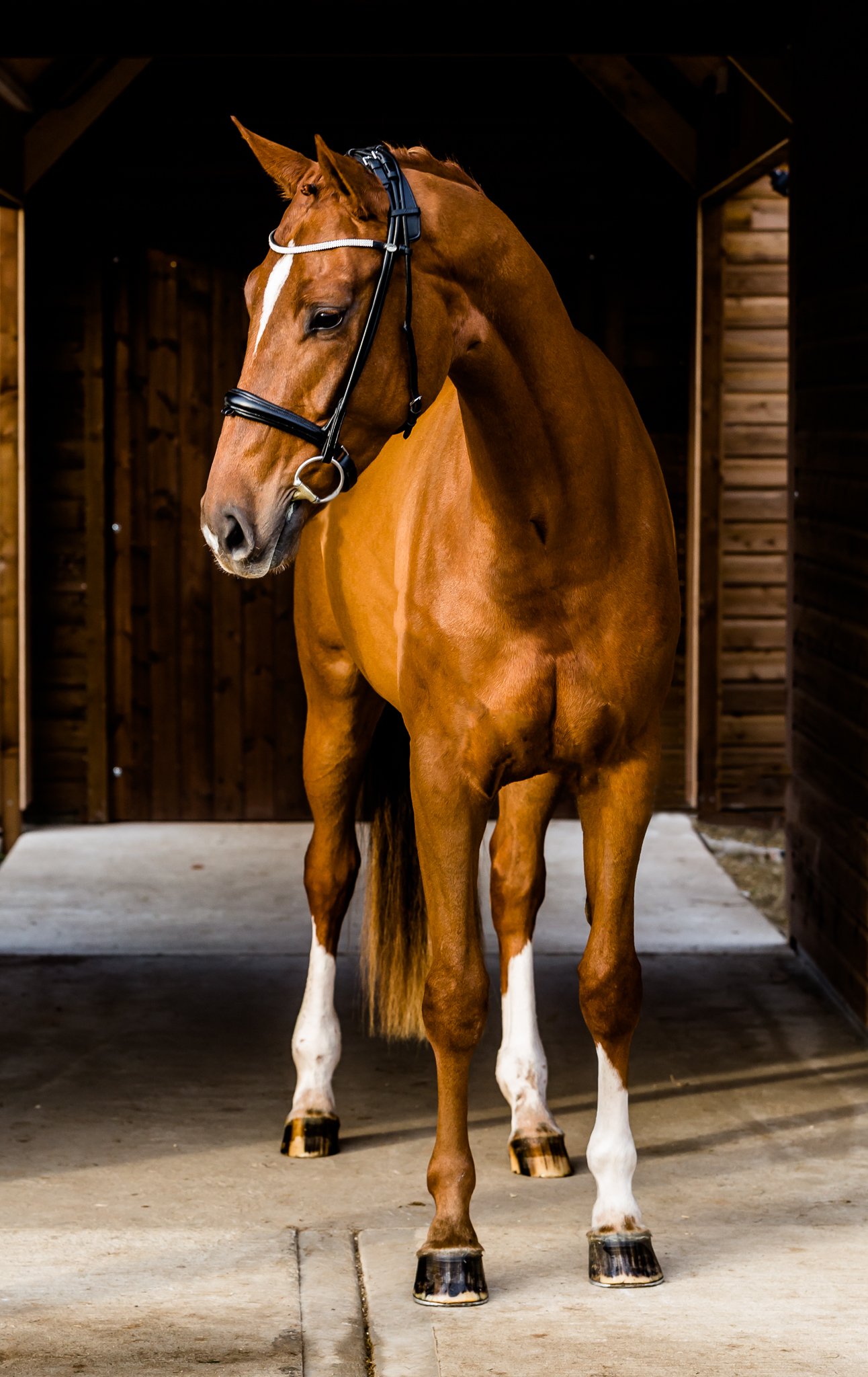 equine_photographyer_derbyshire_-8.jpg