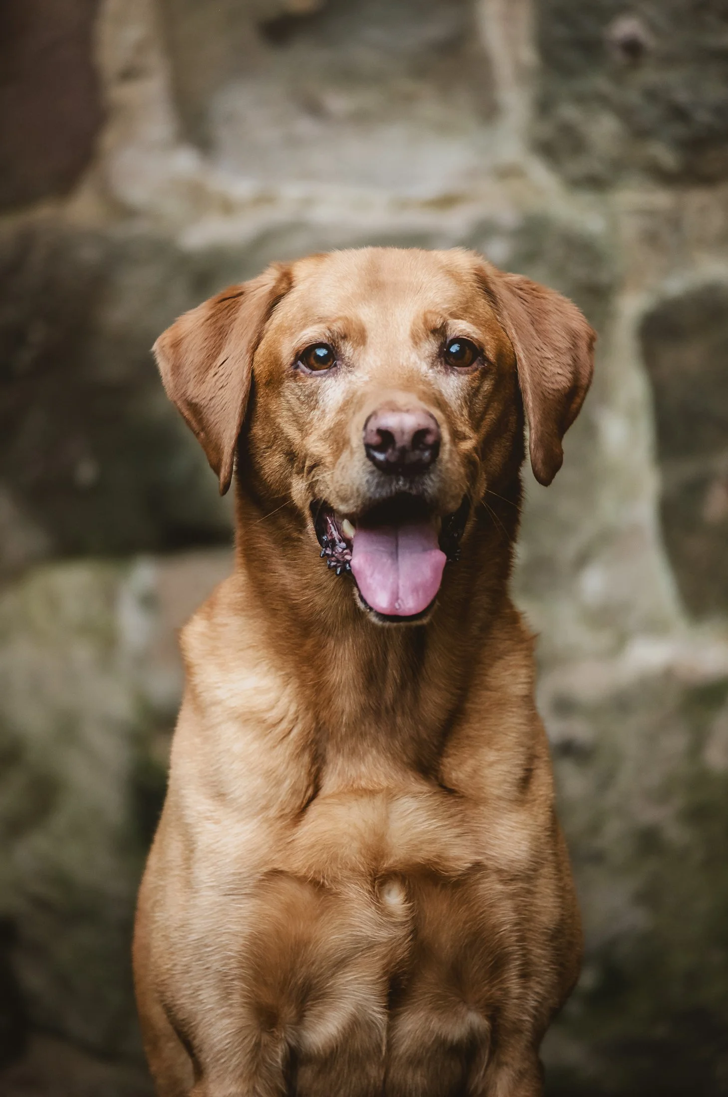A happy brown Labrador Retriever dog sitting outdoors in front of a rocky background, with its mouth open and tongue out.