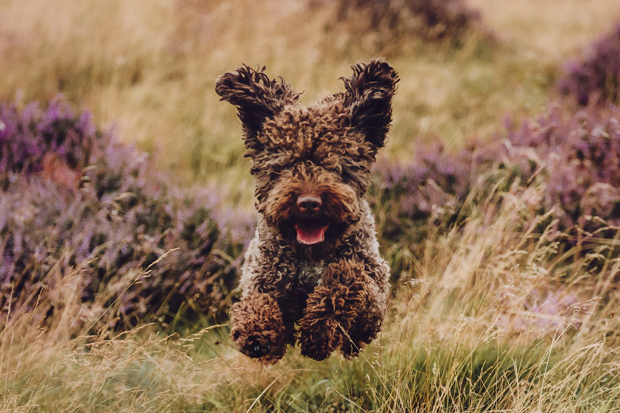 A curly-coated dog, a Lagotto with floppy ears running through a grassy field with purple flowers, looking joyful.