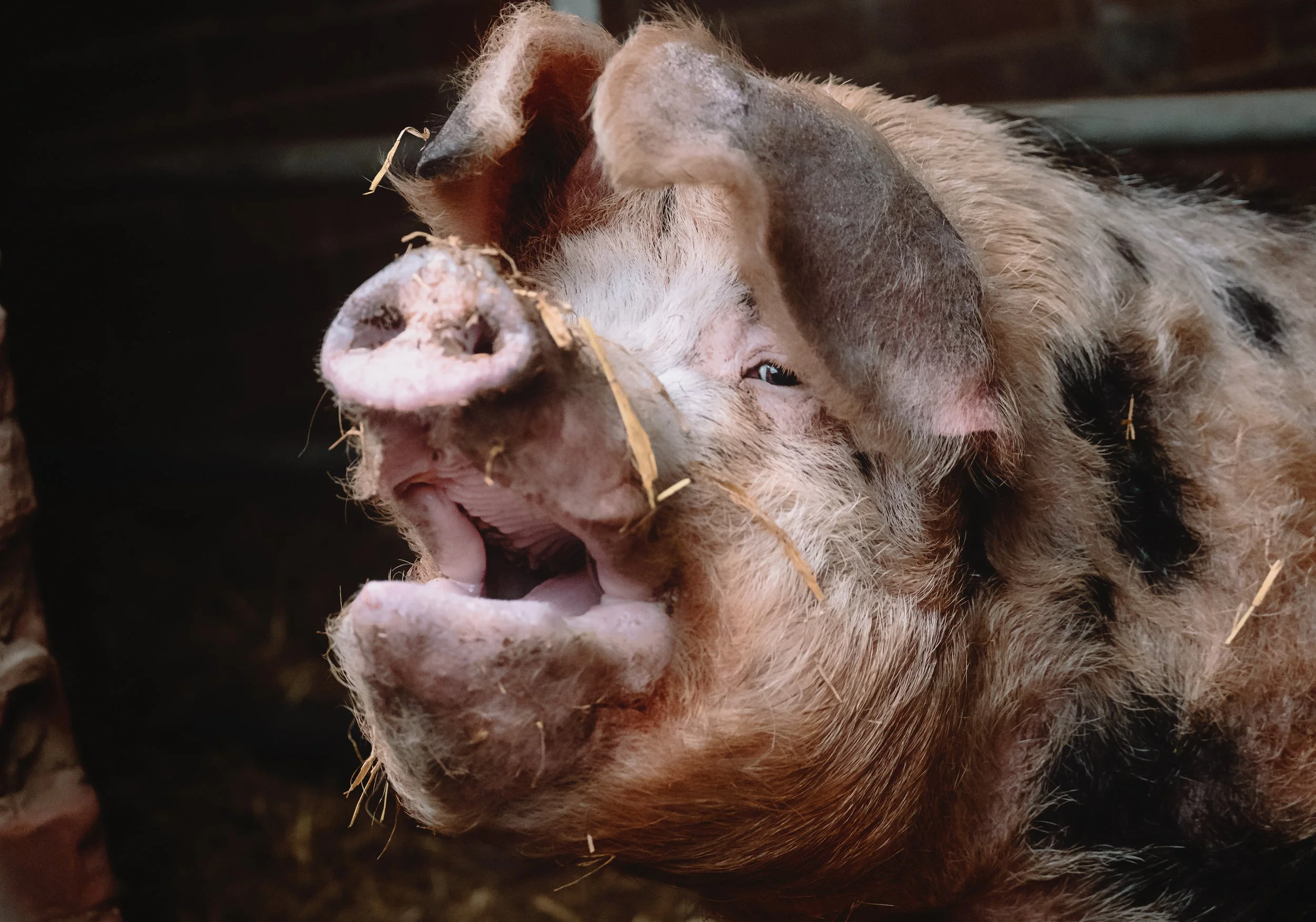 A pig with its mouth open, showing its teeth and snout, indoors with a dark background.