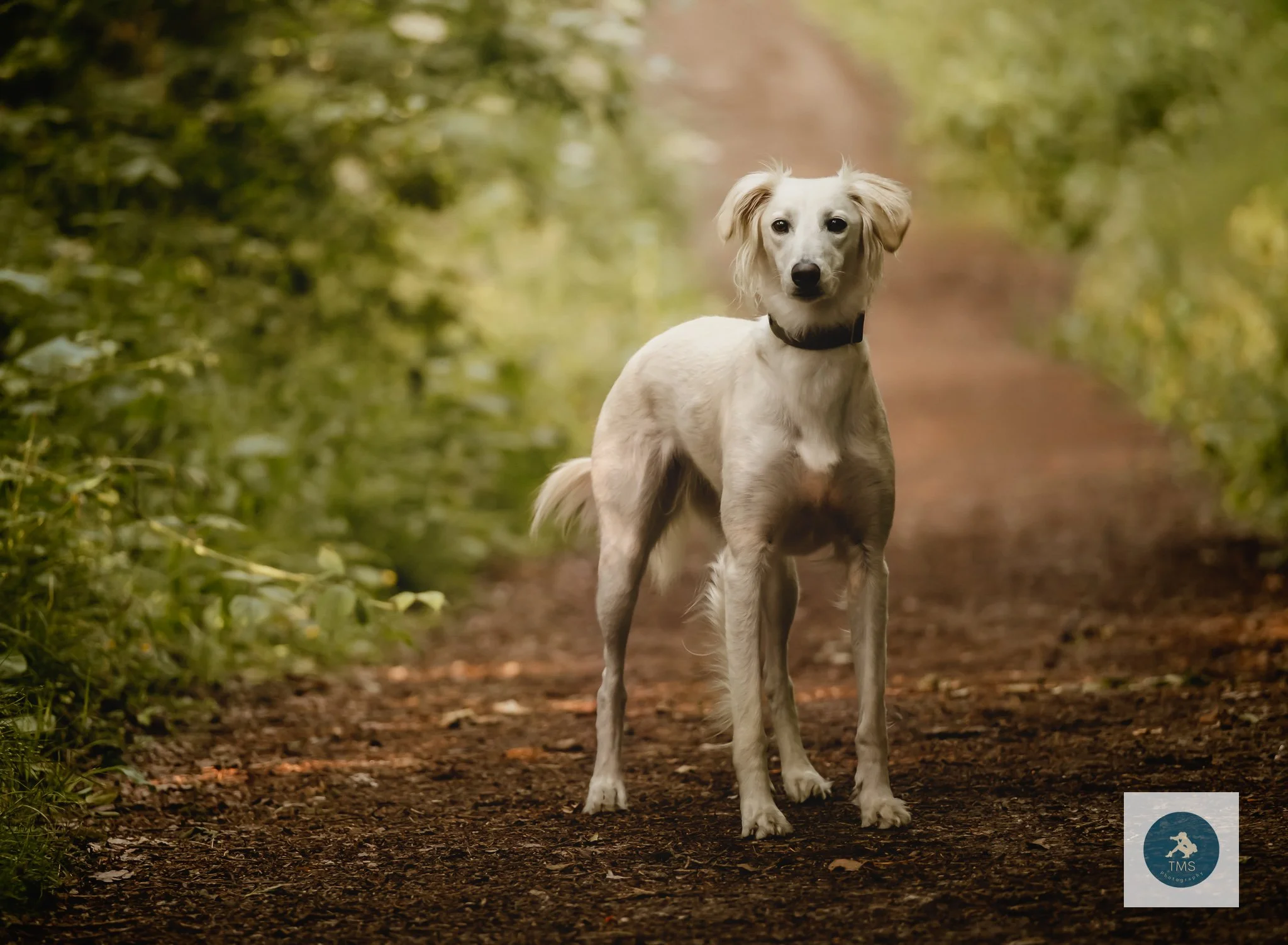 Saluki sighthound enjoying a woodland walk photoshoot with TMS Photography