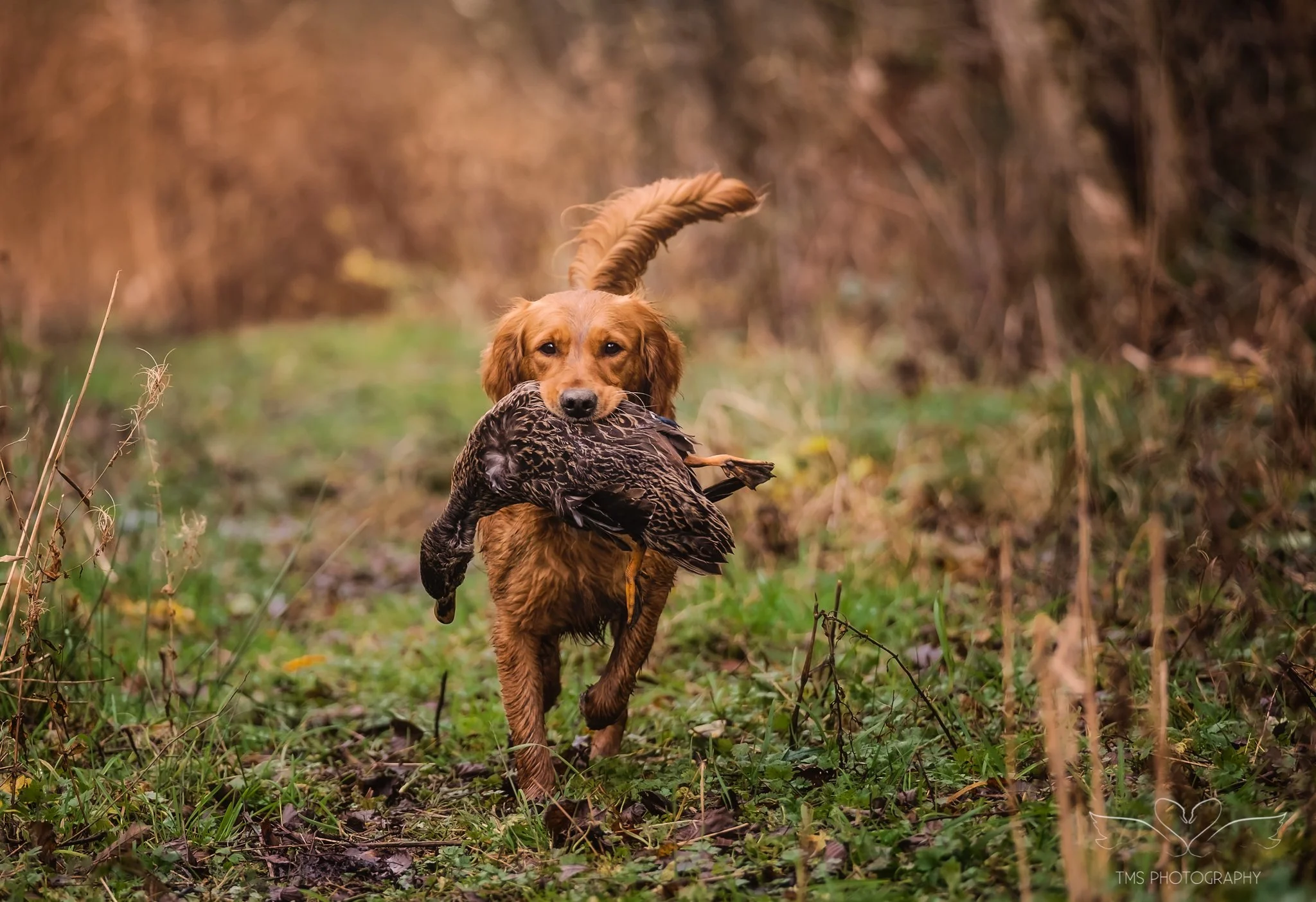 Golden Retriever retrieving a duck in the working field