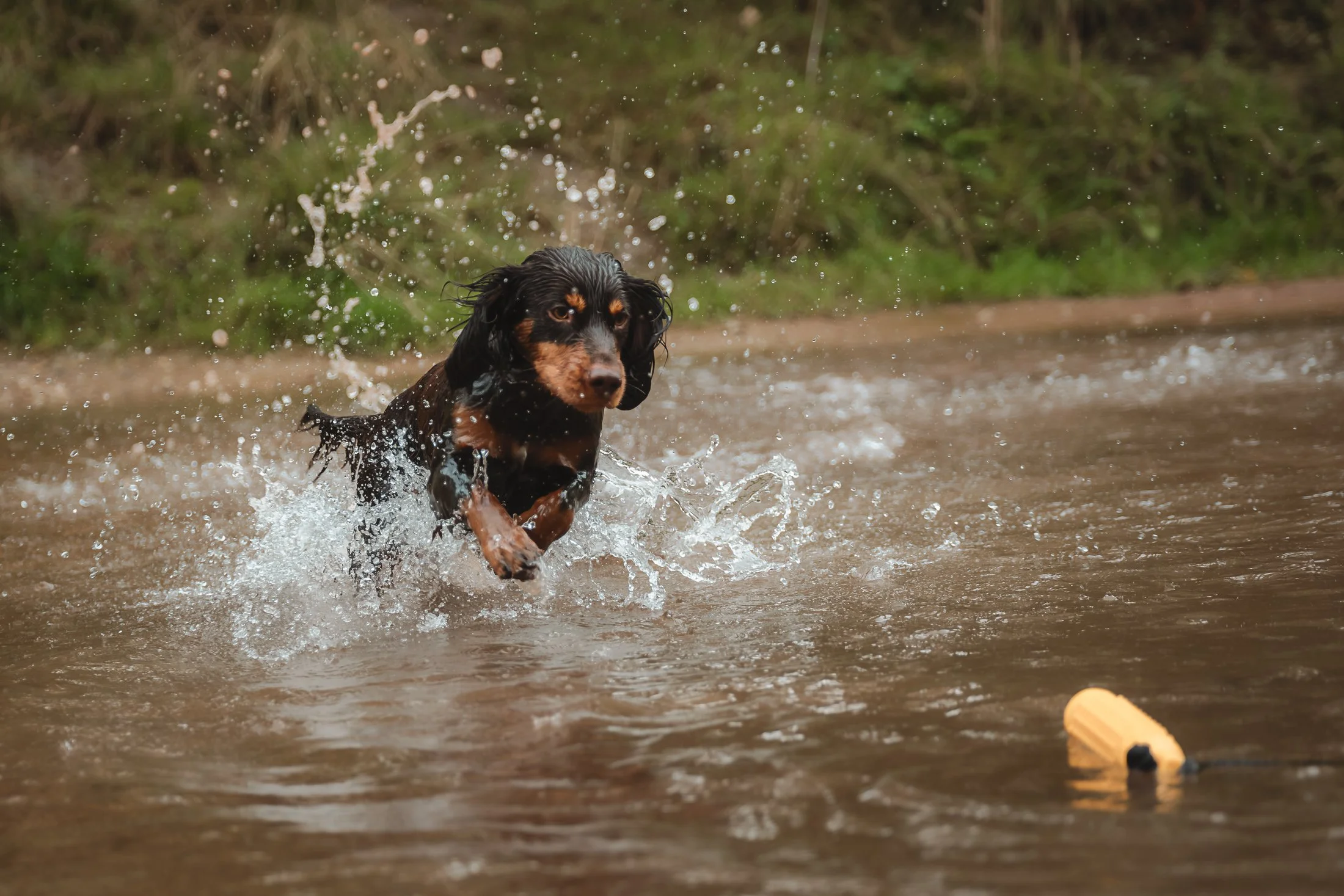 Cocker-Spaniel-Photoshoot-Staffordshire-38.jpg