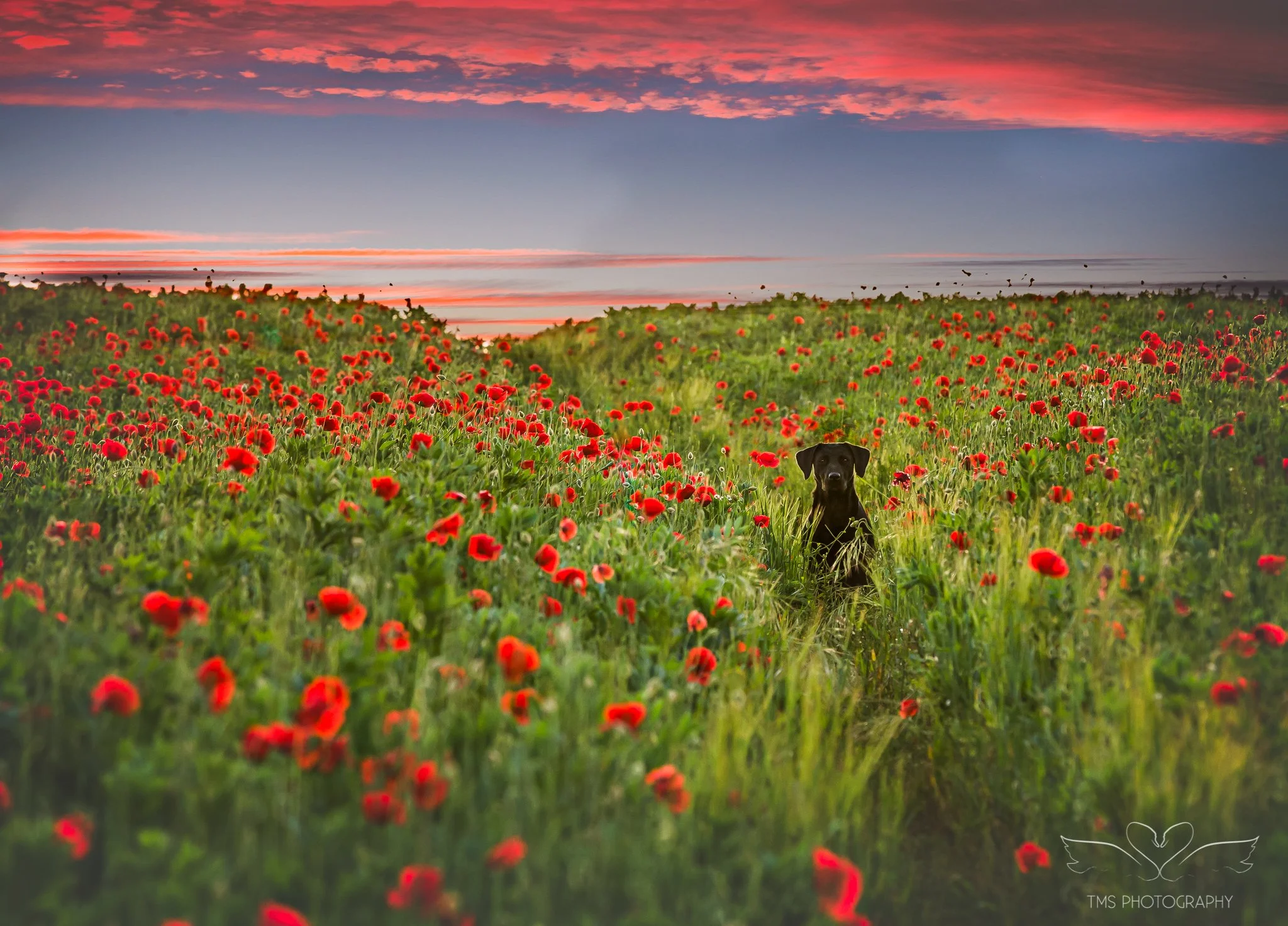 Black labrador amongst the poppies in Ticknall Derbyshire