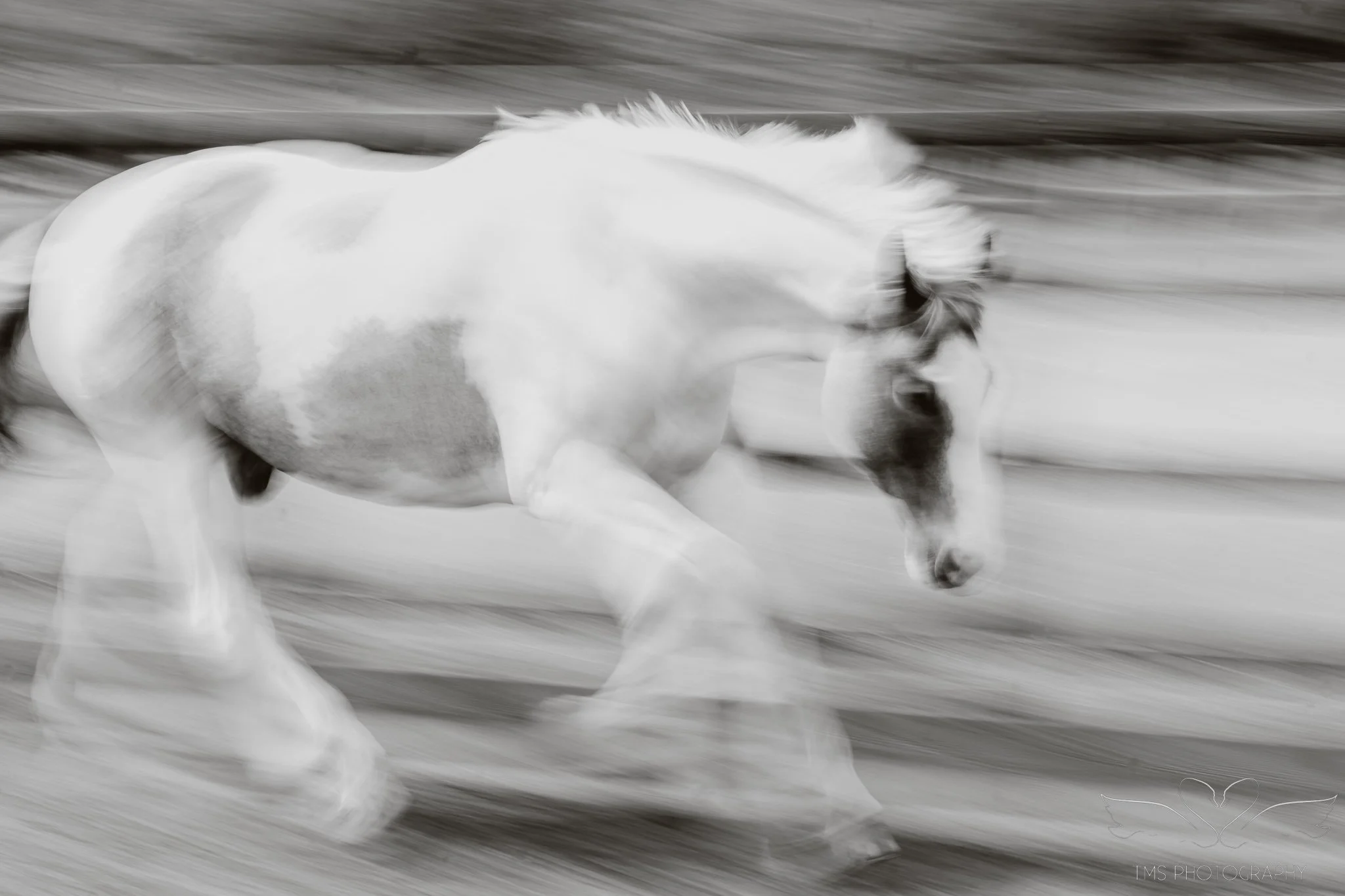 Horse photographed in the New Forest using a slow shutter speed to create an abstract effect