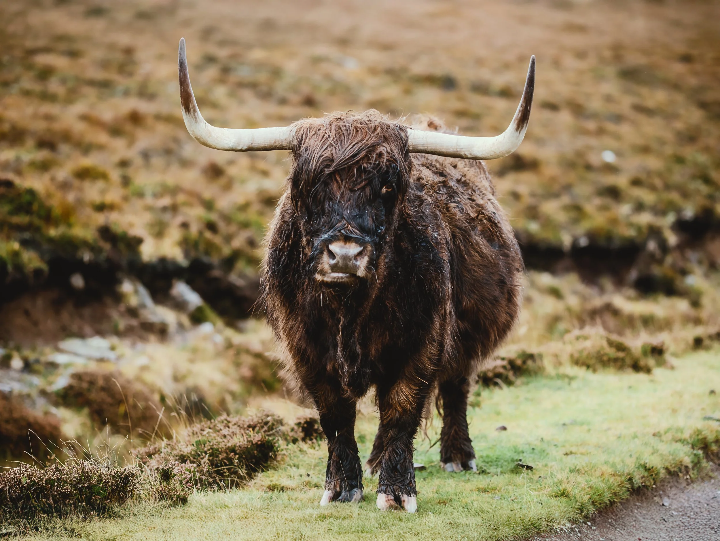 A Highland cow with dark brown, shaggy fur and large curved horns standing on grassy terrain.
