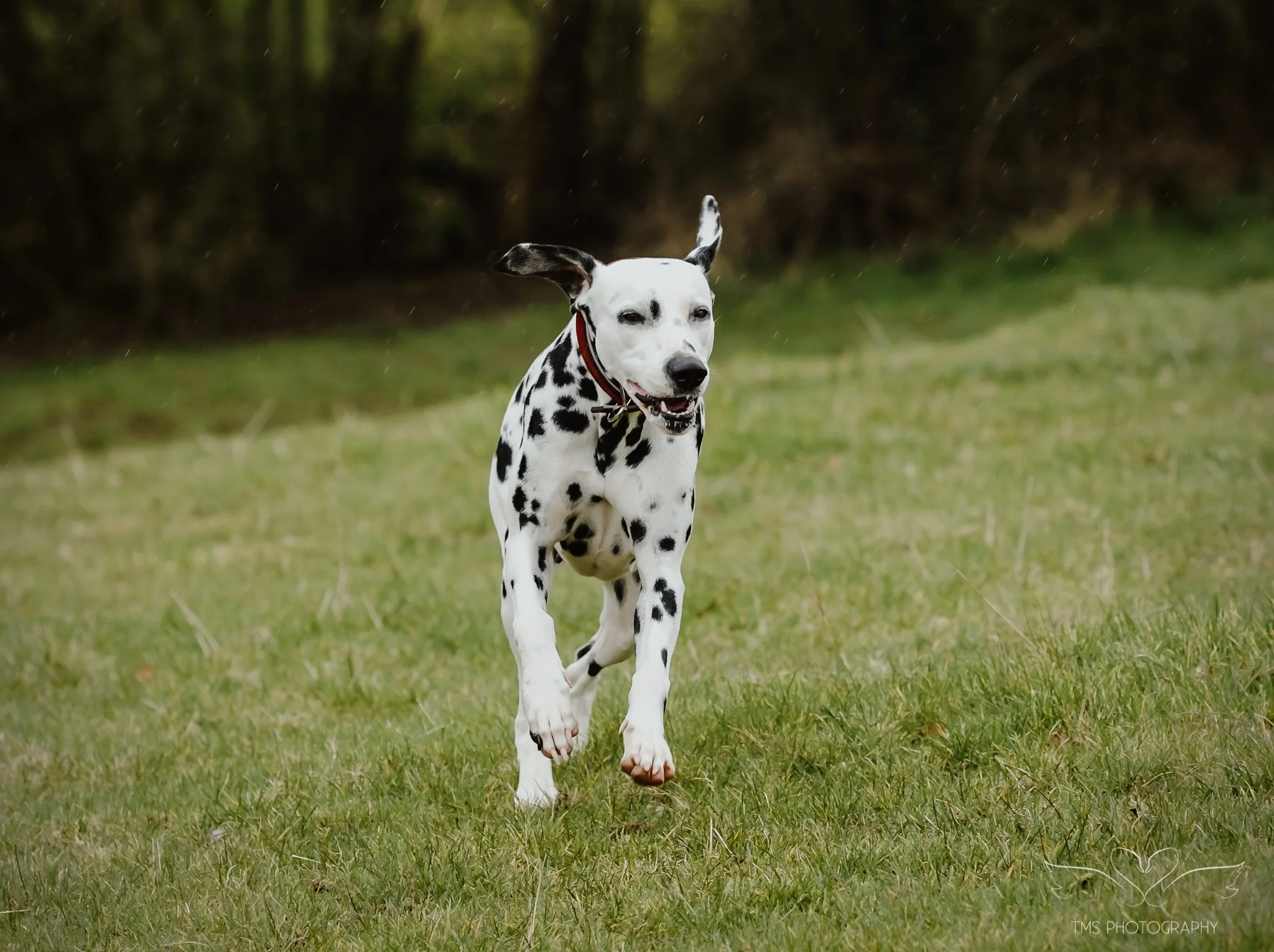dogs running through grass countryside photoshoot
