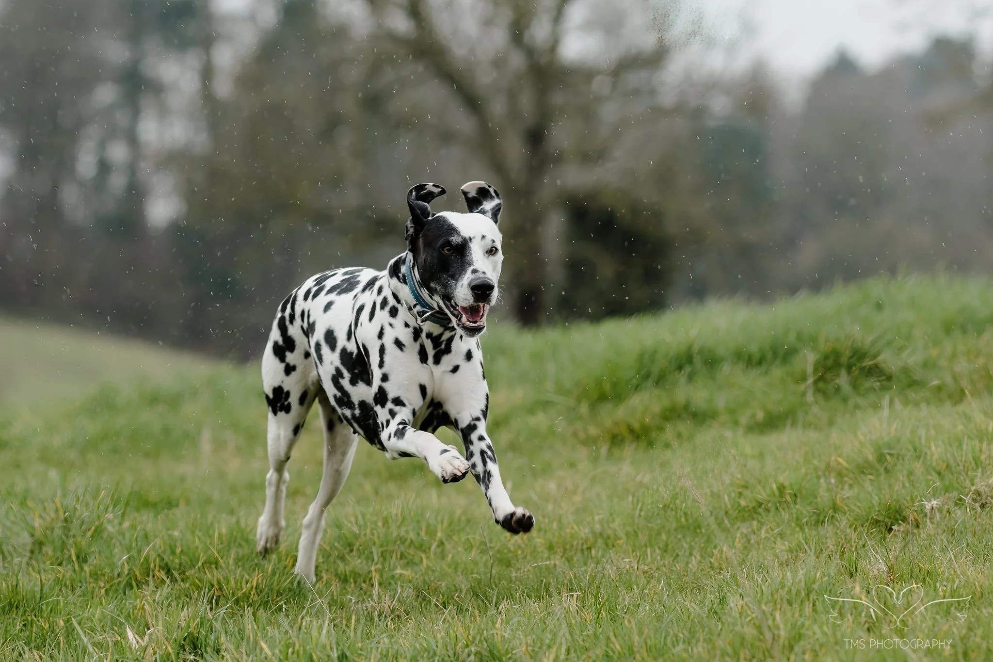 Dalmatian dogs running freely on farm in Derbyshire