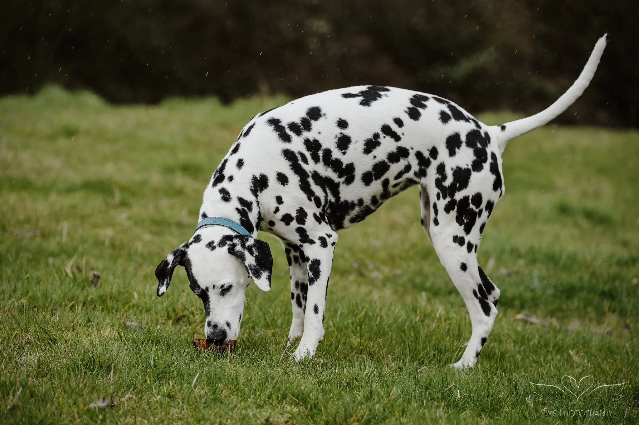 candid dog photography Derbyshire outdoor session
