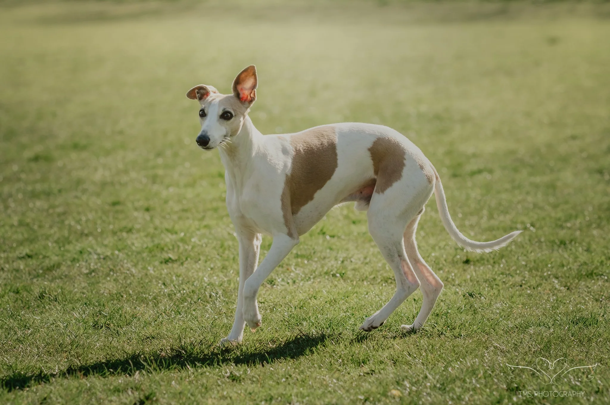 Candid dog photography Derbyshire sight hound outdoors