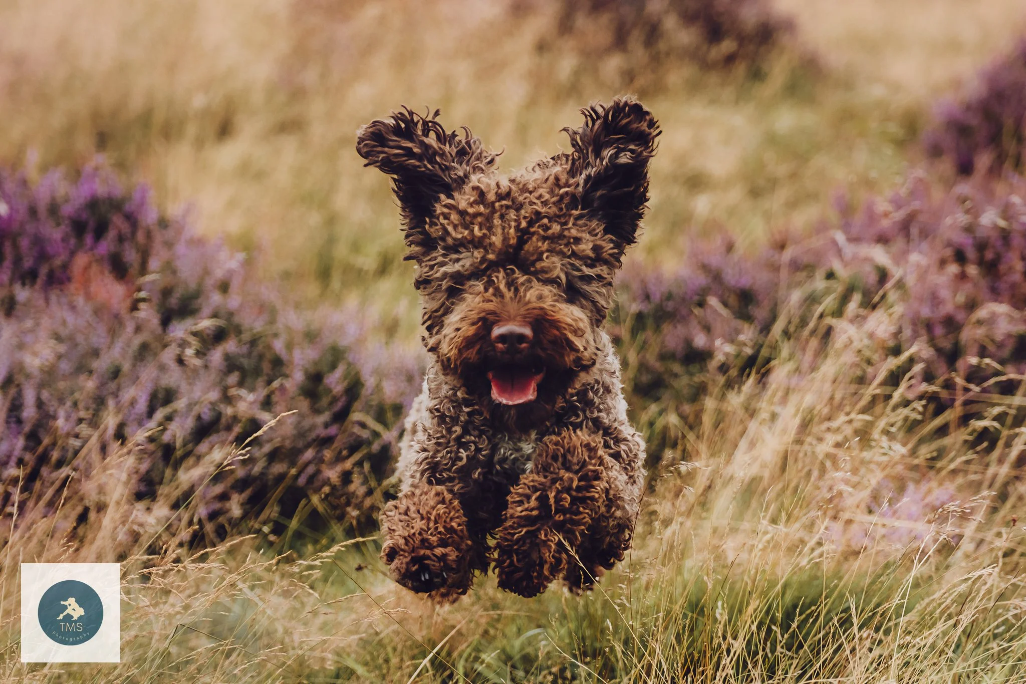 Lagotto jumping in the heather in the Peak District