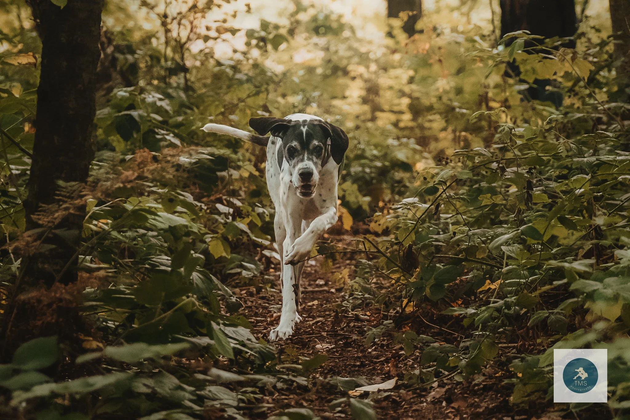 English Pointer having fun in woodland in Staffordshire