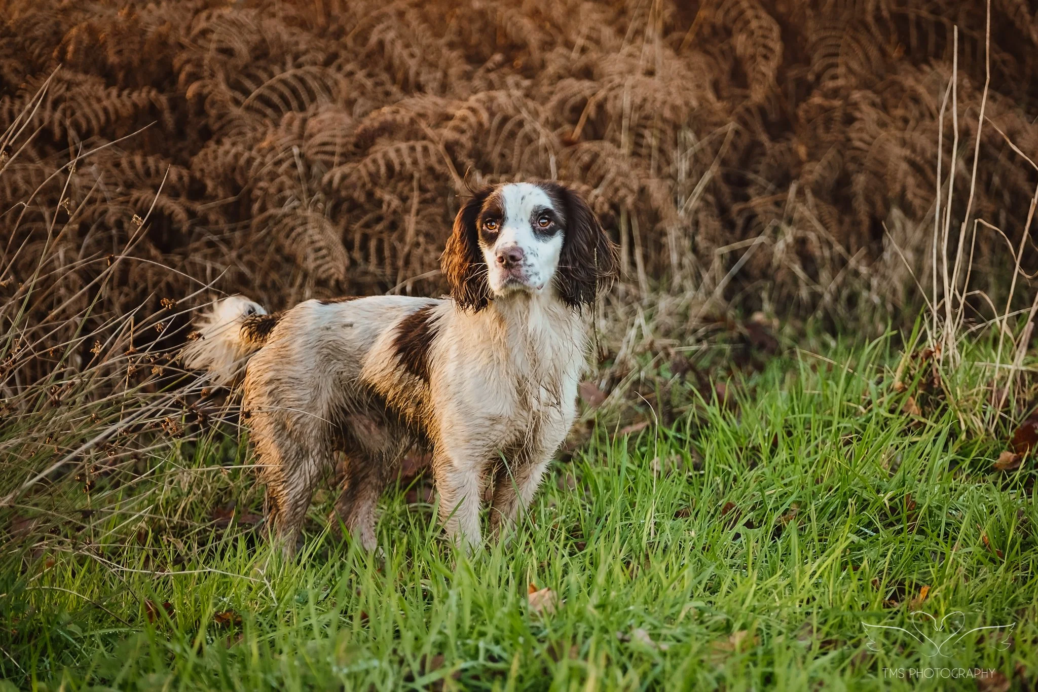 shooting-staffordshire-working-dogs-147.jpg