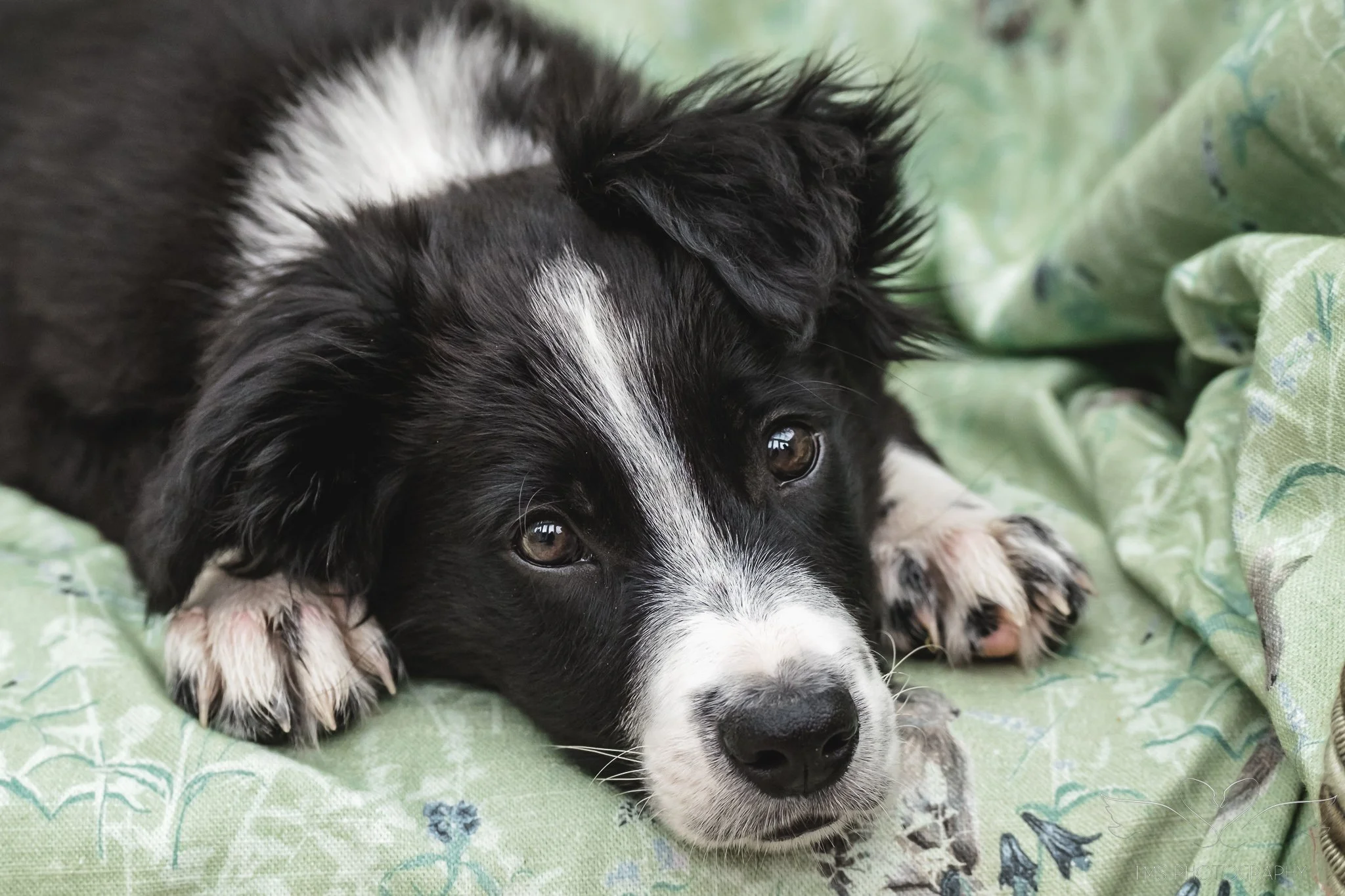 Tiny Border Collie puppy with brown eyes