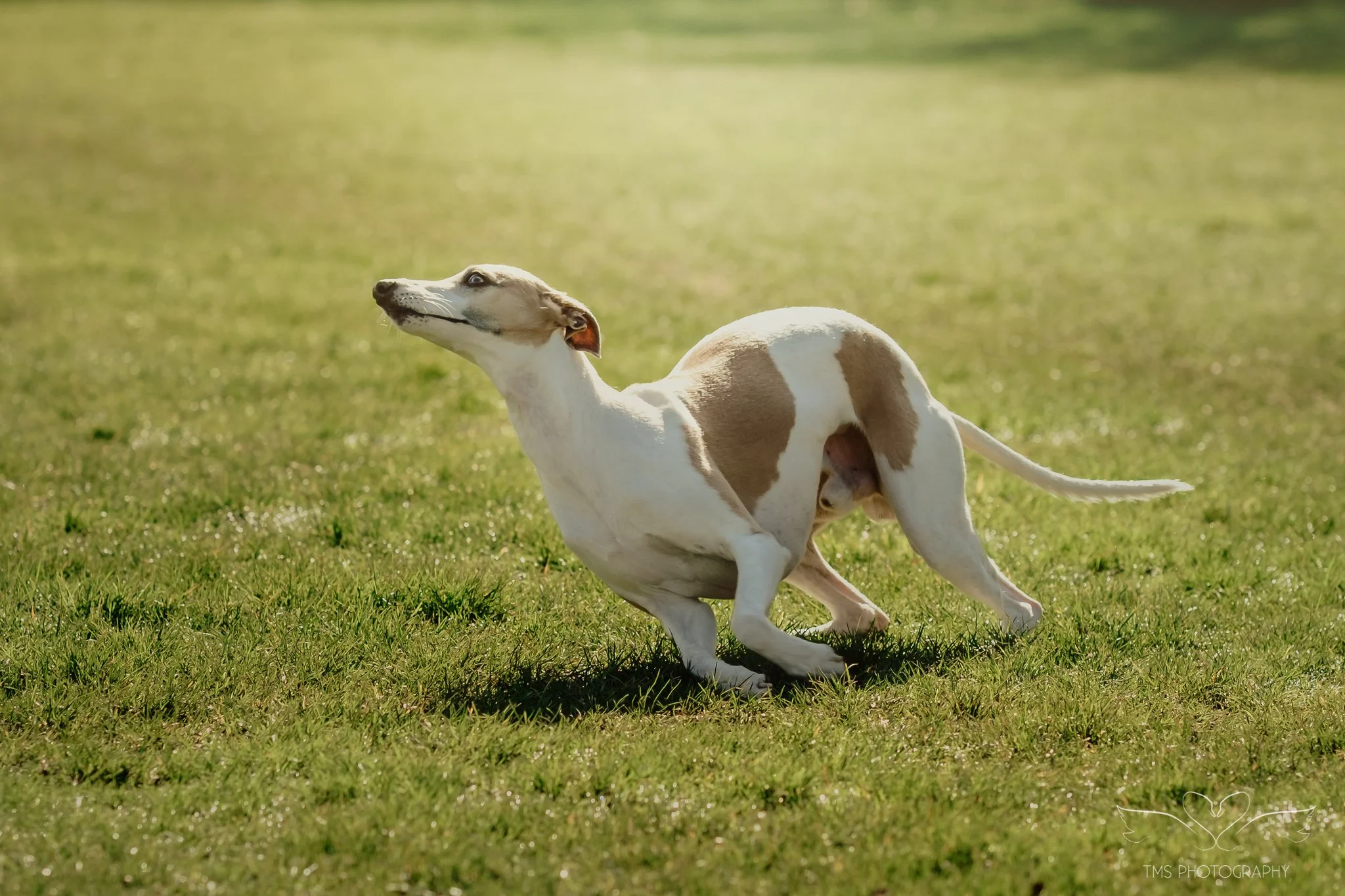 Whippet running in Overseal Derbyshire dog photoshoot