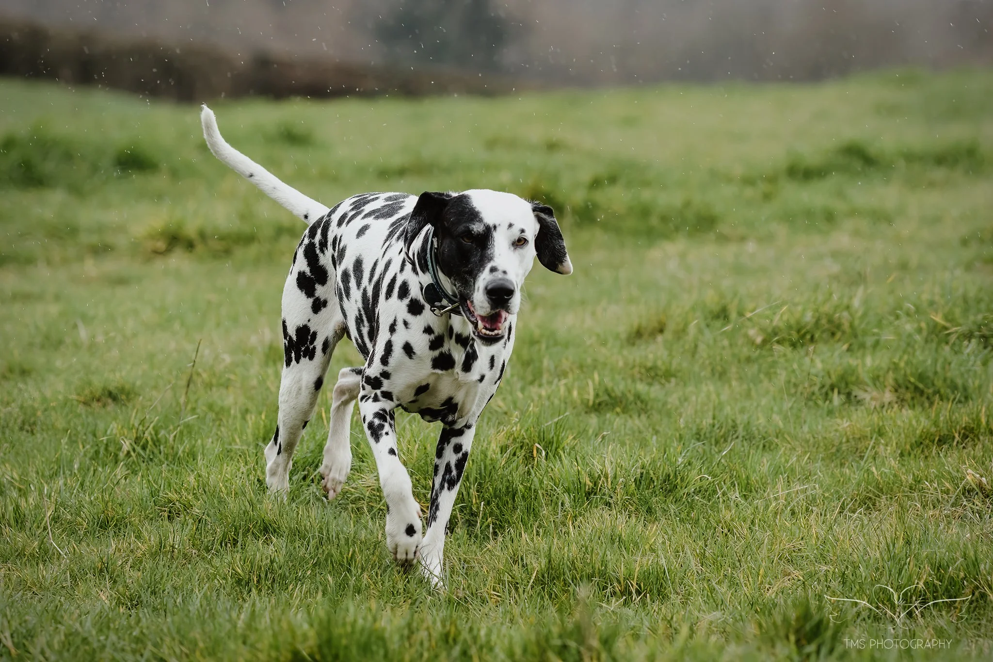 dogs playing in field Derbyshire natural photography