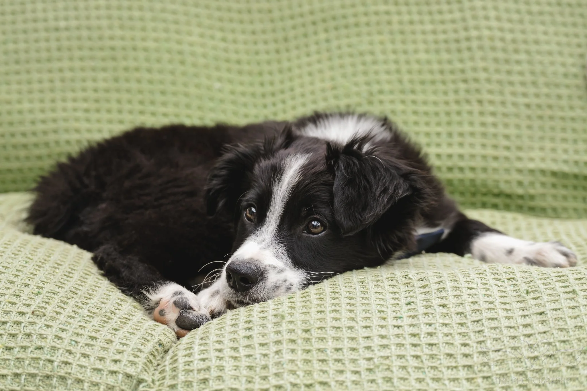 Home puppy photoshoot in East Staffordshire