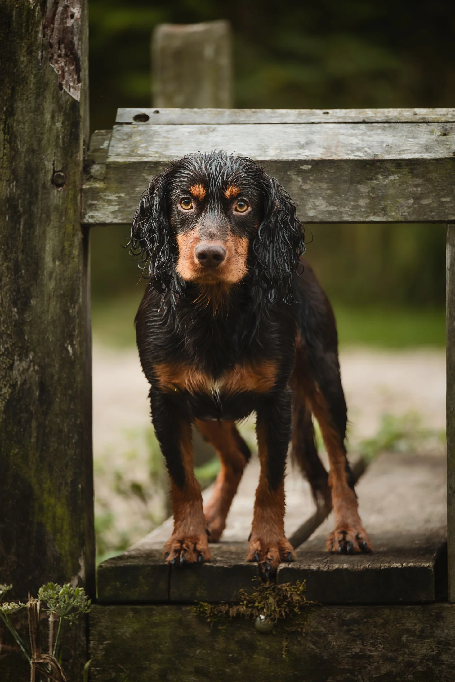 A black and tan wet dog standing on a wooden dock, looking directly at the camera.