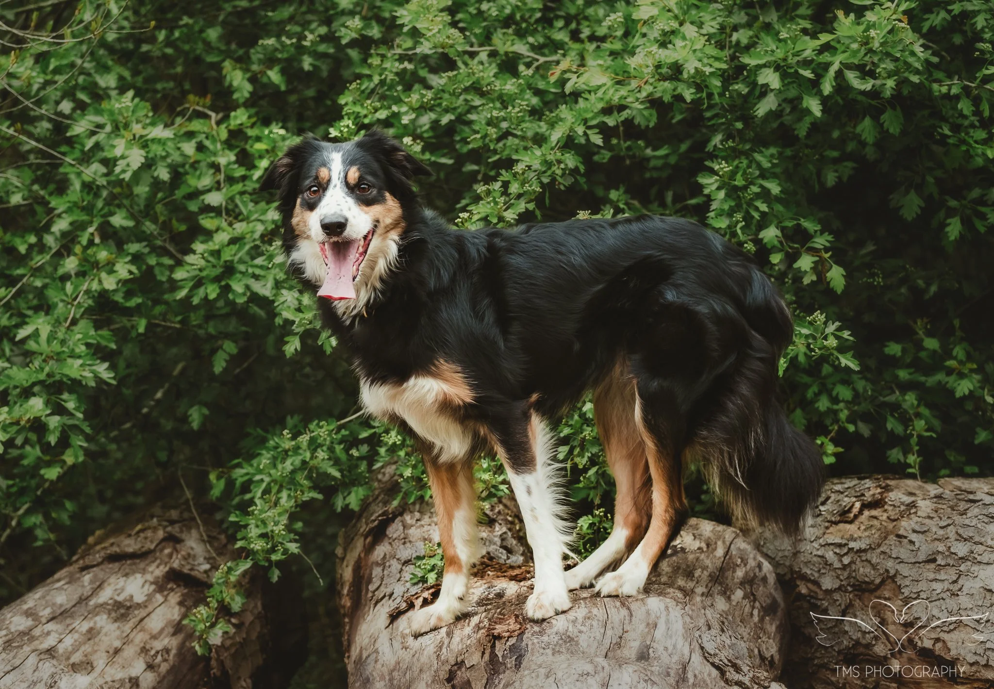 Calm dog portrait session in woodland near Overseal