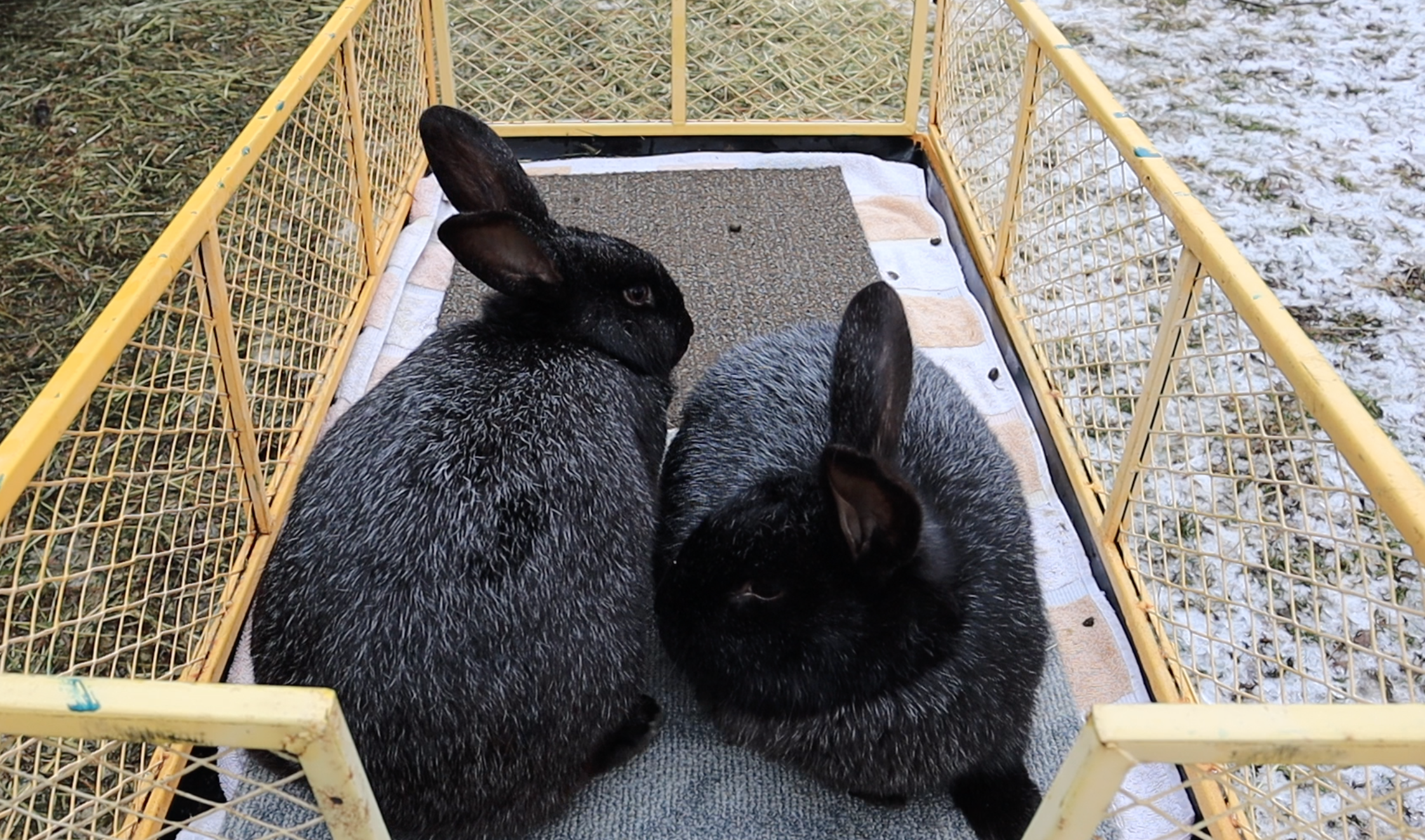 Part One: Breeding Rabbits + Telling a Buck from a Doe — Teal Stone ...